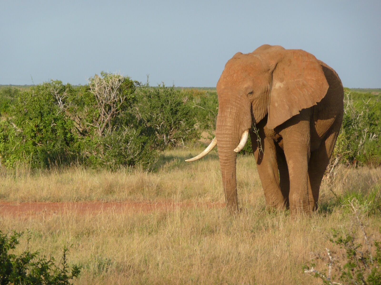 Panasonic DMC-TZ3 sample photo. Elephant, african, kenya photography