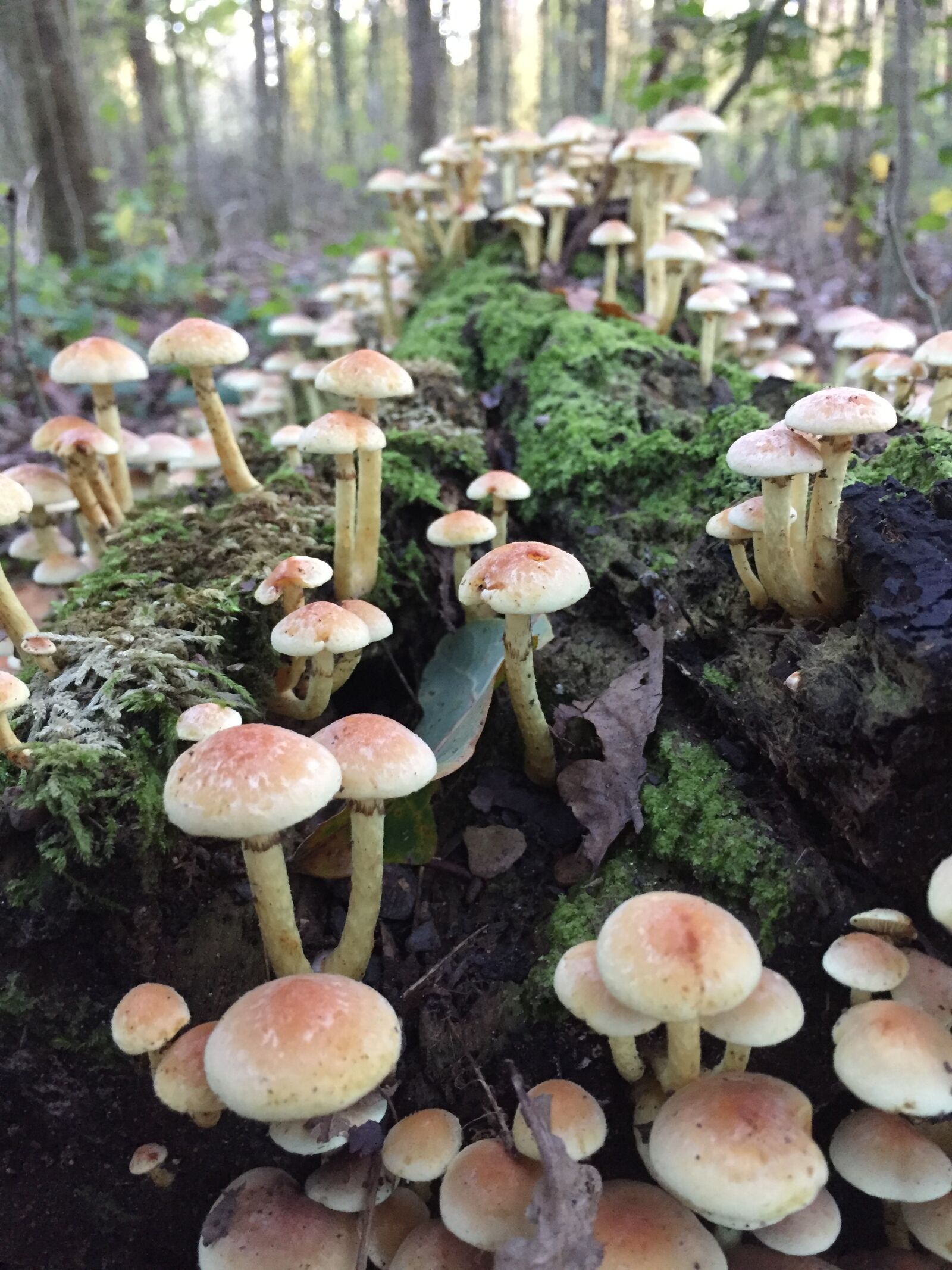 Apple iPhone 6 sample photo. Autumn, forest, mushroom photography
