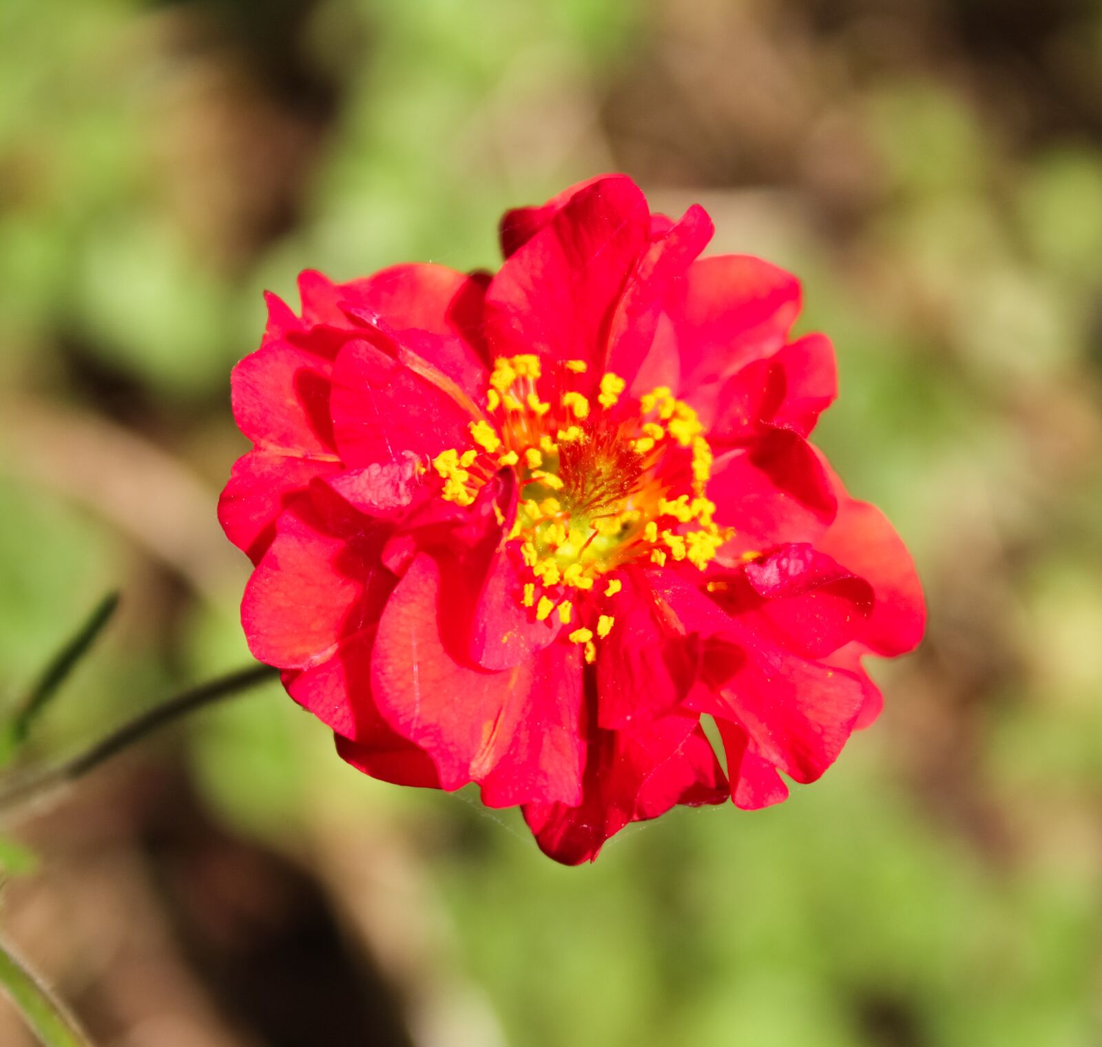 Canon EOS 1200D (EOS Rebel T5 / EOS Kiss X70 / EOS Hi) sample photo. Geum, flower, red photography
