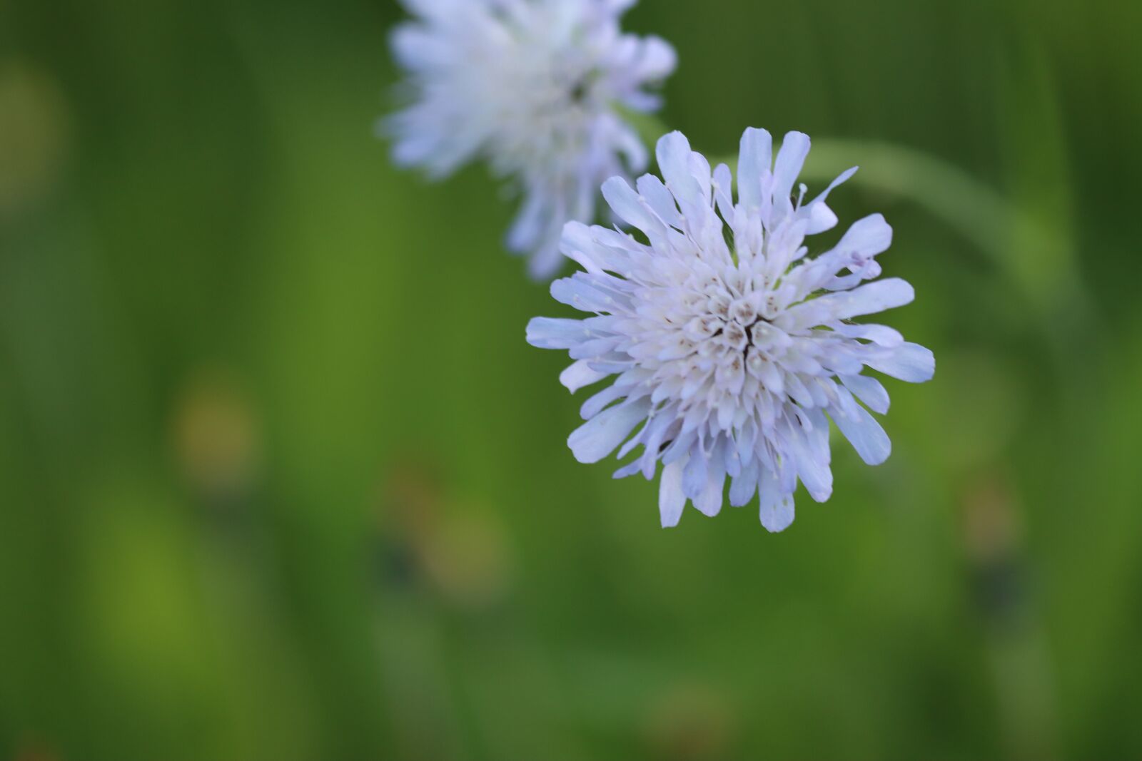 Canon EOS 90D sample photo. Flower meadow, flower, blue photography