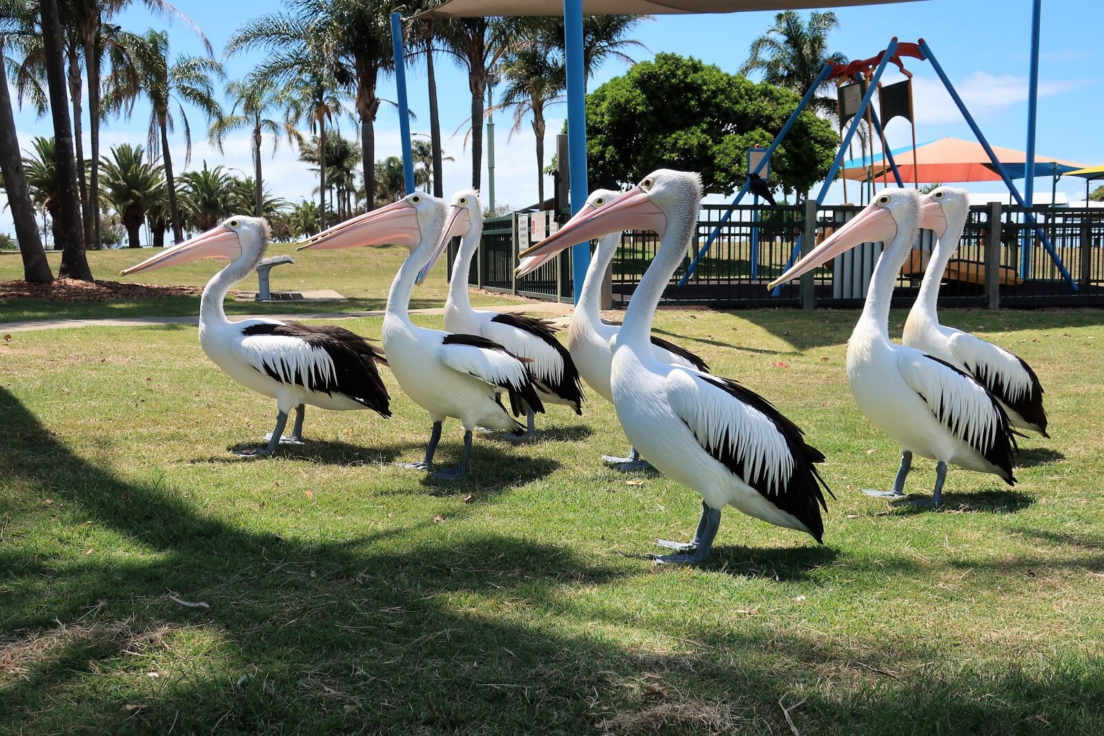 Canon PowerShot G9 X Mark II sample photo. Pelican, bird, park photography