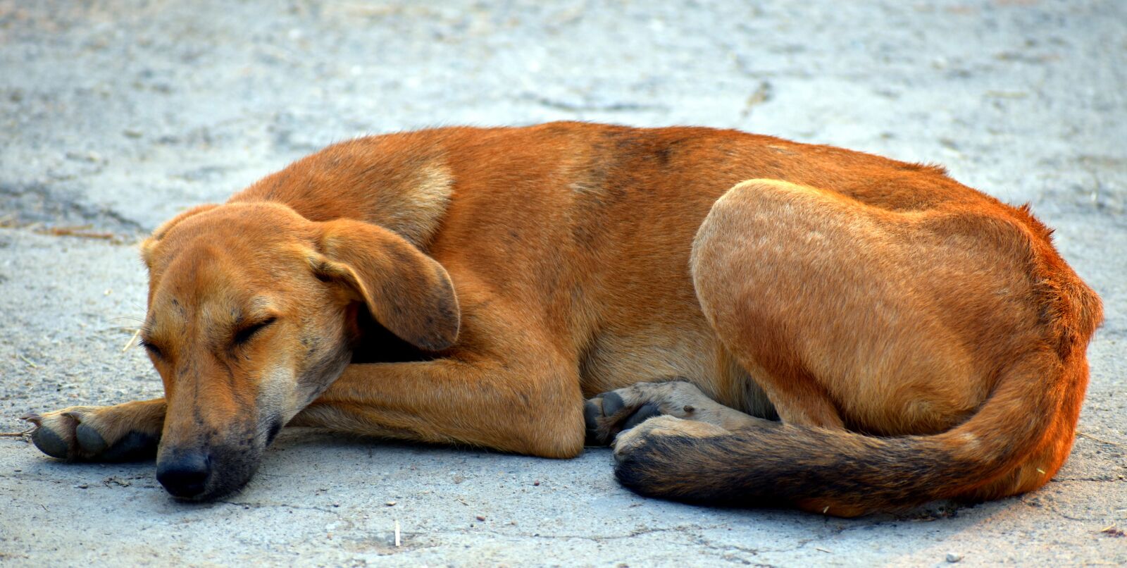 Nikon D5600 sample photo. Sleeping dog, street dog photography