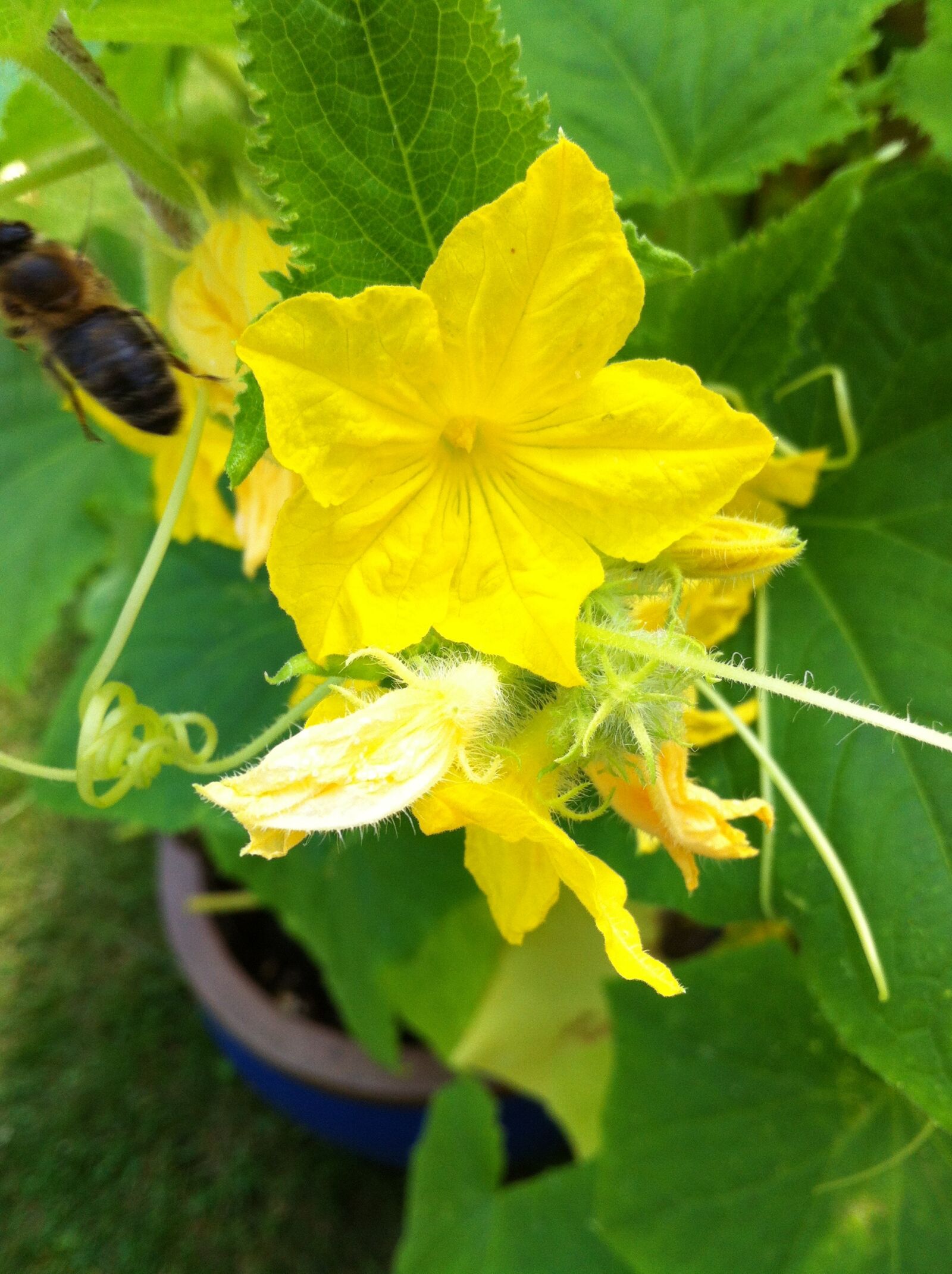 iPhone 4 back camera 3.85mm f/2.8 sample photo. Vegetables, cucumber plant, garden photography