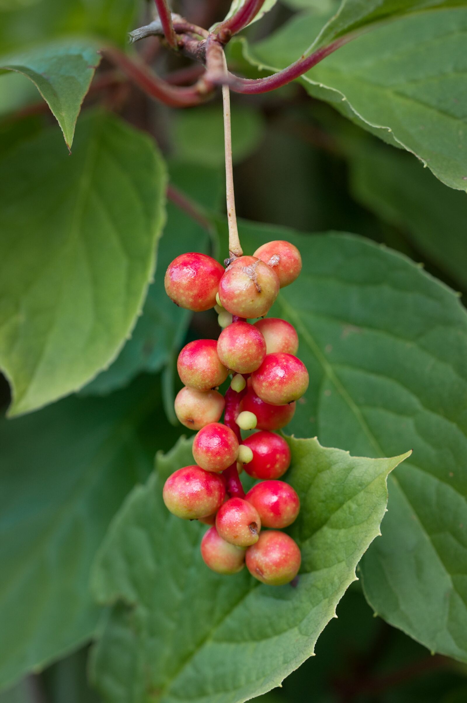 Nikon D90 sample photo. Plant, vital berry, ripening photography