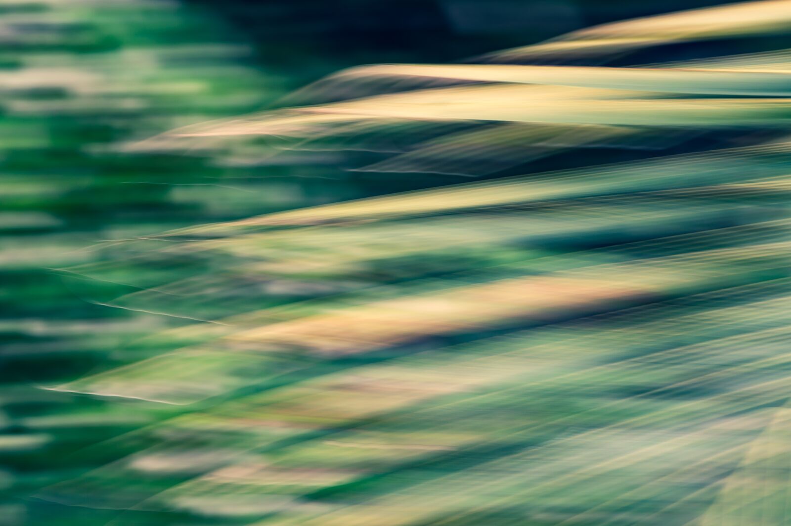 Nikon D3200 sample photo. Palm, leaves, tropical photography