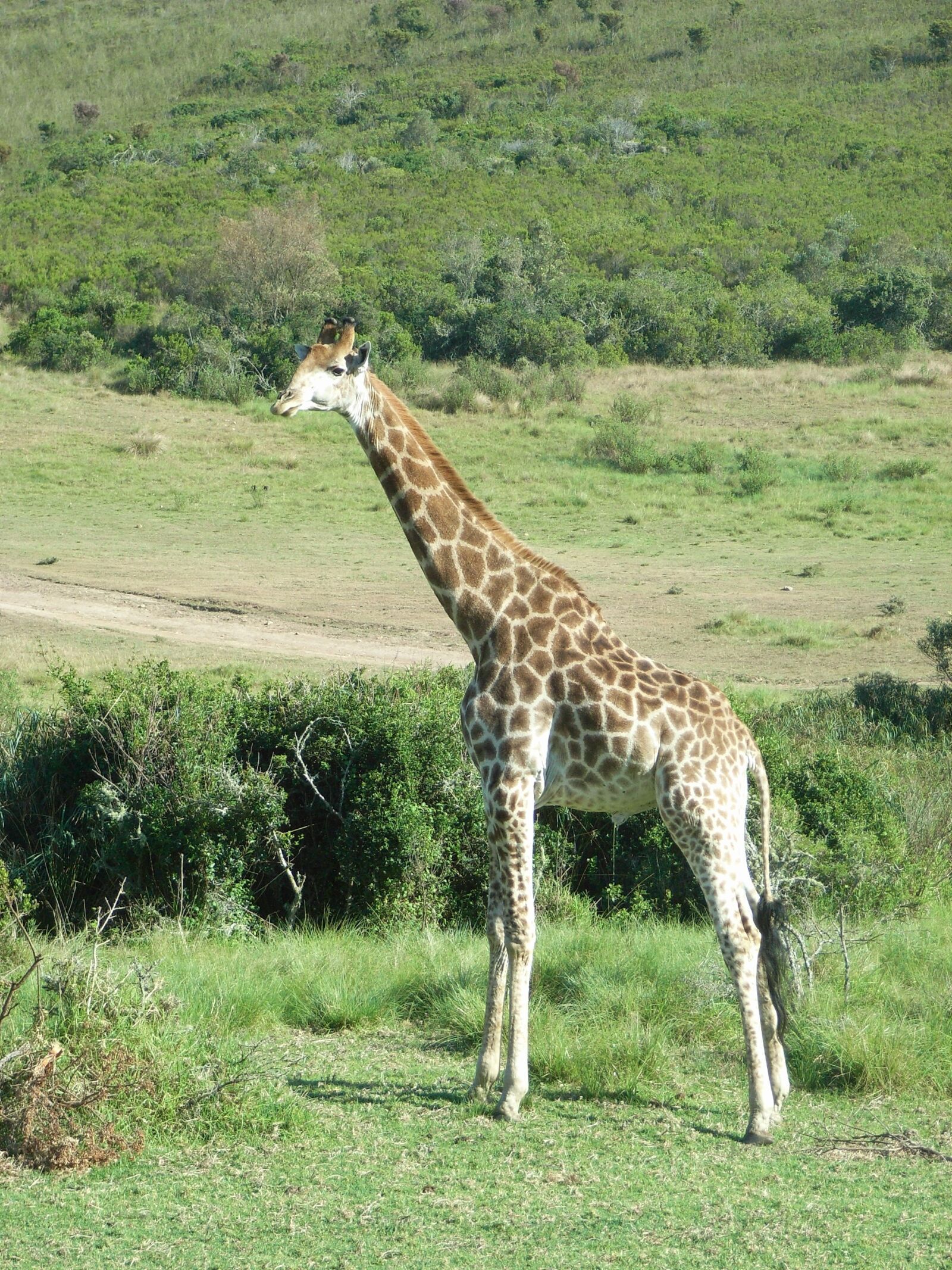 Ricoh Caplio R5 sample photo. South africa, giraffe, safari photography