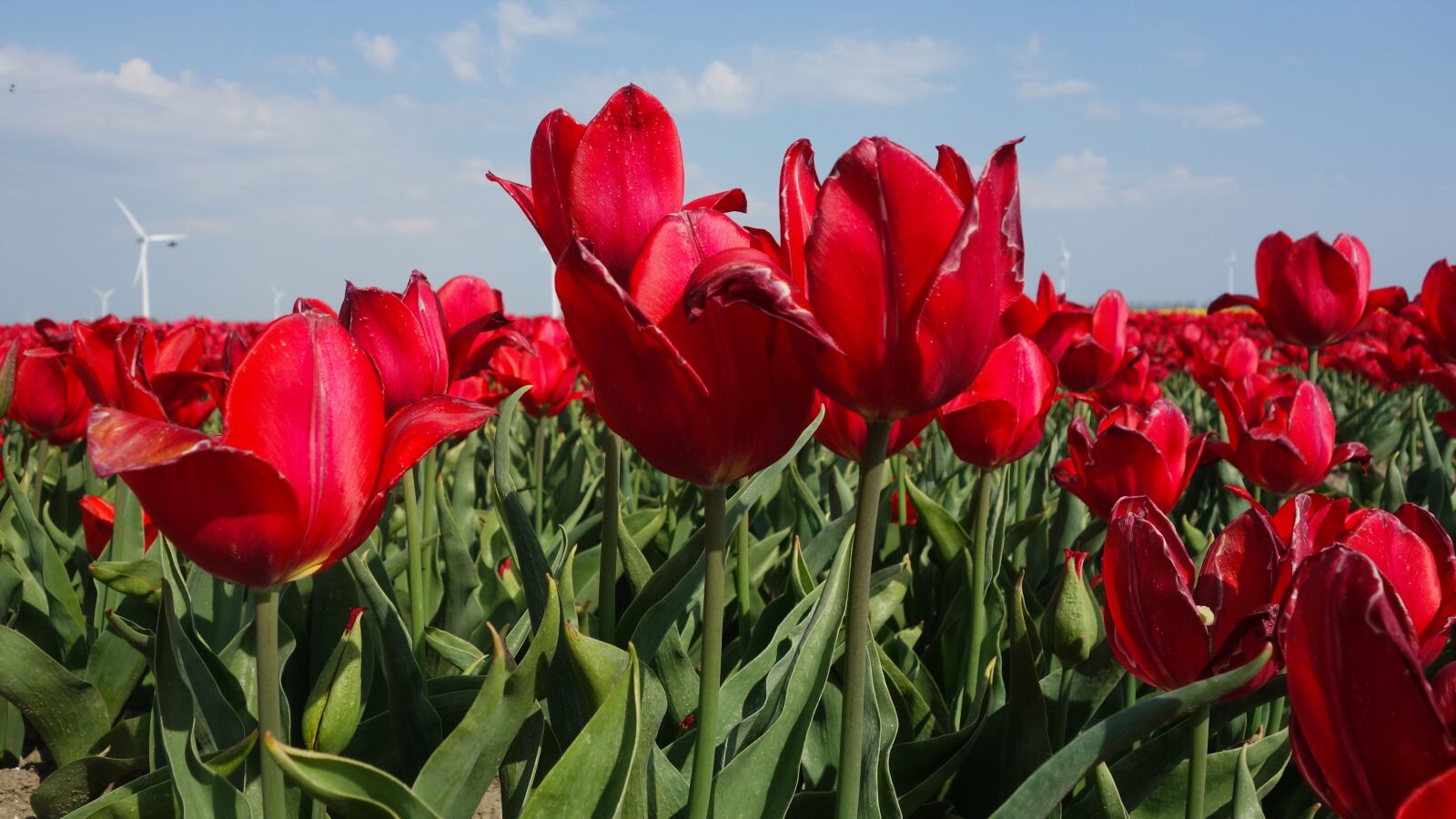 Sony Cyber-shot DSC-RX100 sample photo. Tulips, bulbs, tulip photography