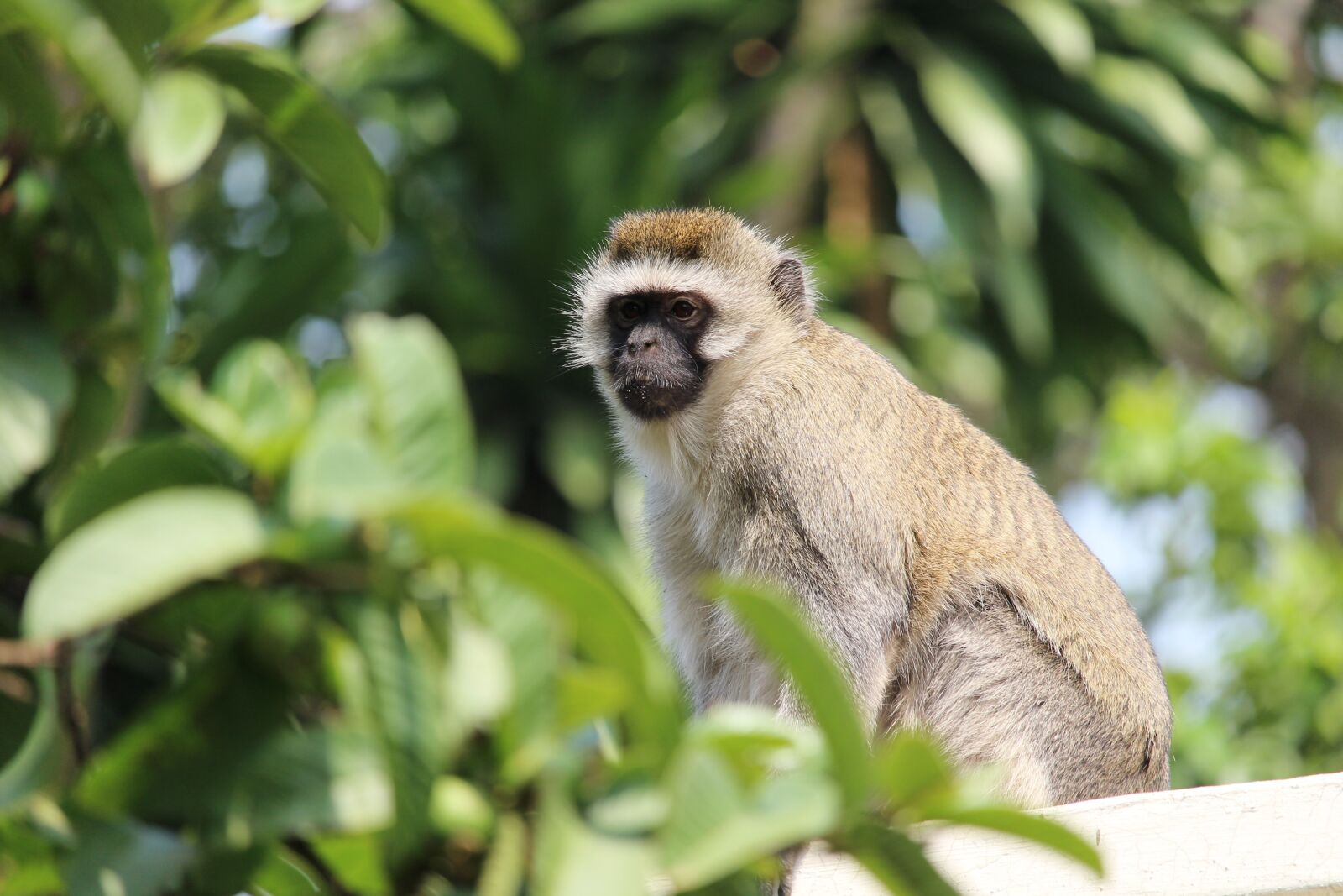 Canon EOS 1200D (EOS Rebel T5 / EOS Kiss X70 / EOS Hi) + Canon EF-S 55-250mm F4-5.6 IS STM sample photo. Vervet, monkey, wildlife photography