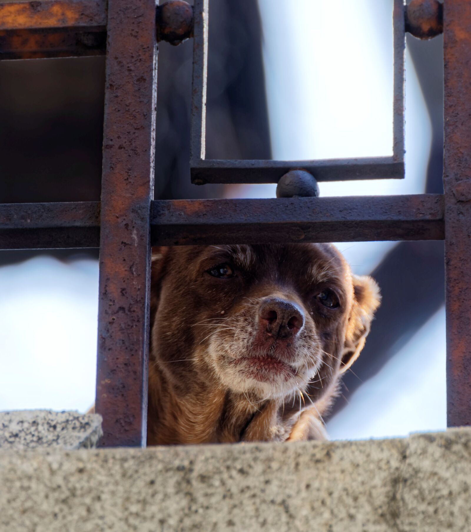 Nikon D5300 sample photo. Dog, balcony, head photography