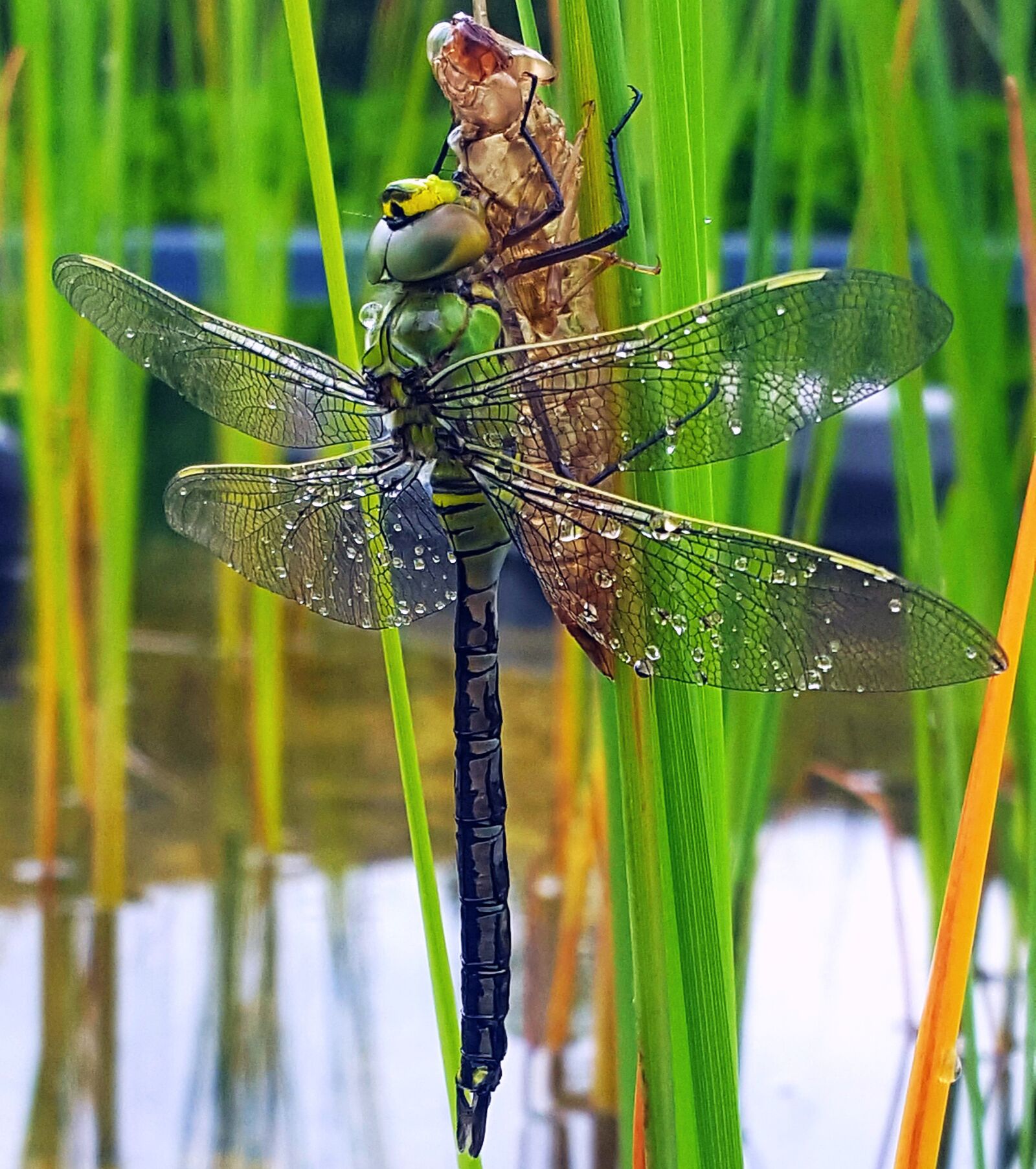 Samsung Galaxy S6 sample photo. Dragonfly, pond, garden pond photography