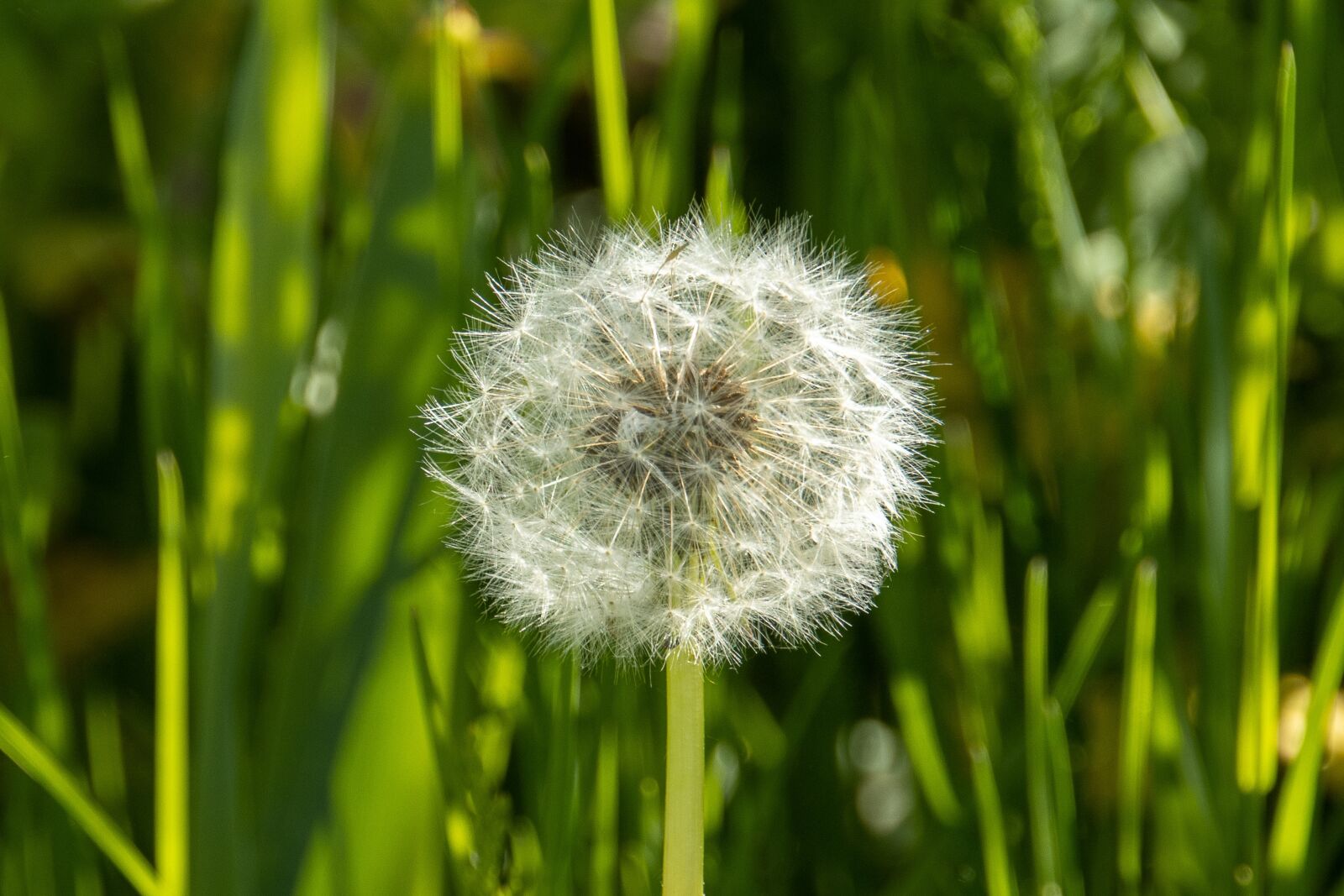 Canon EOS 90D sample photo. Dandelion, meadow, nature photography