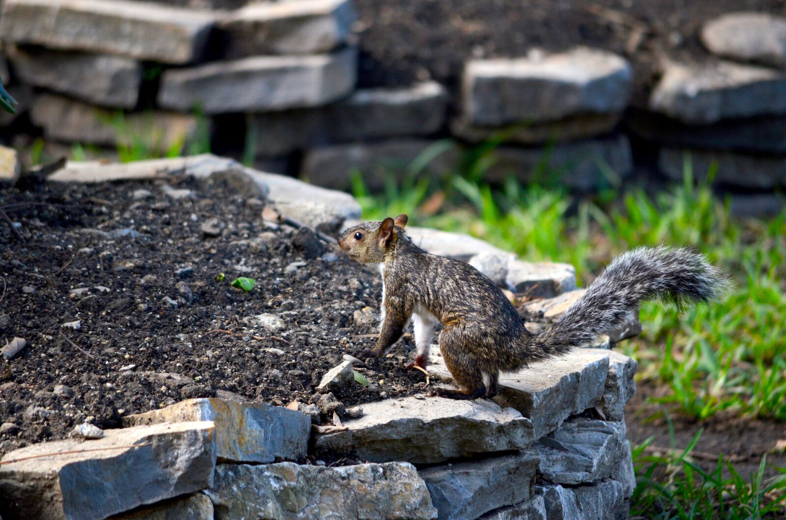 Nikon D5100 sample photo. Squirrel, nature, garden photography