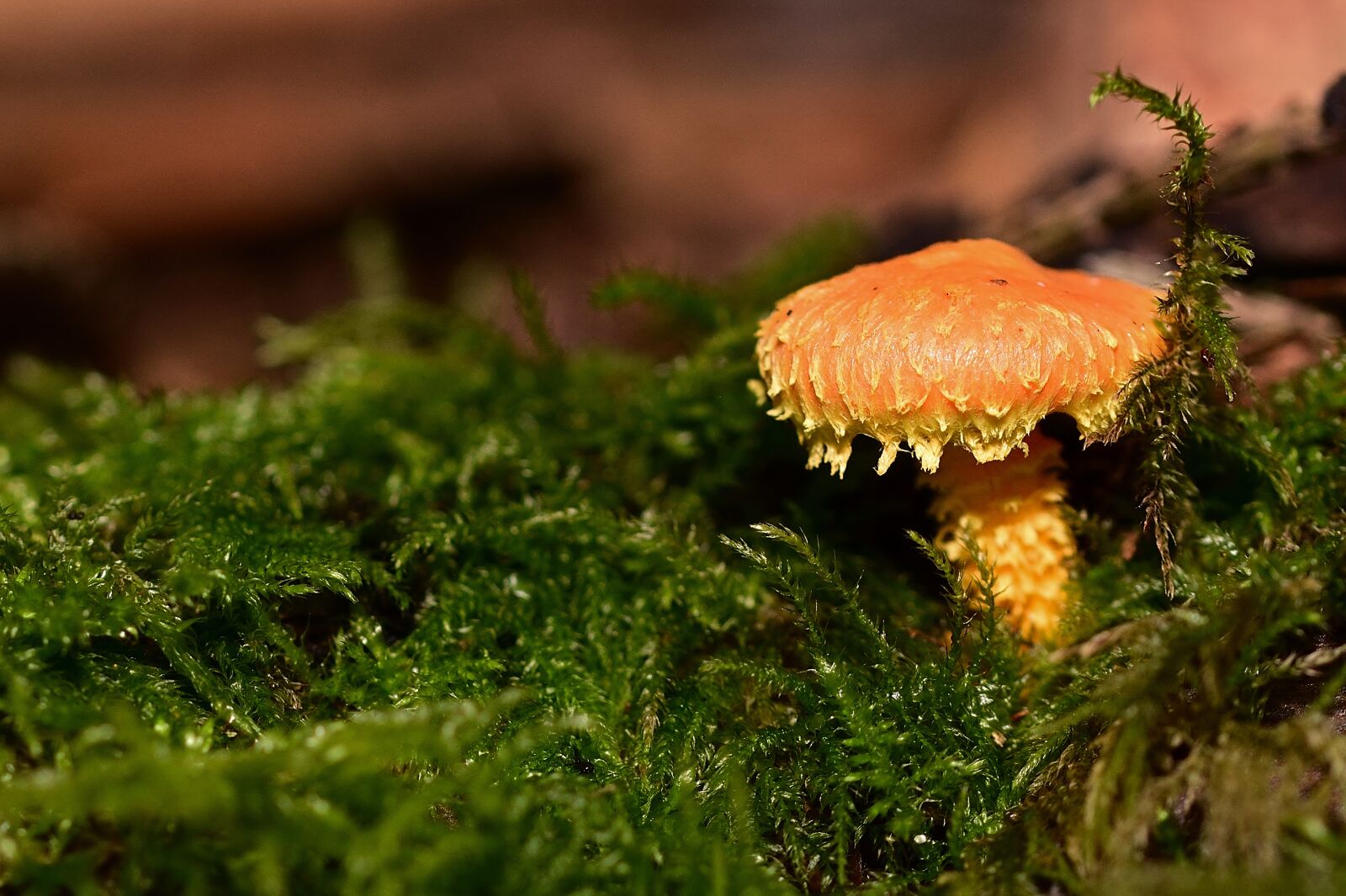 Nikon D5200 sample photo. Nature, forest, mushroom photography