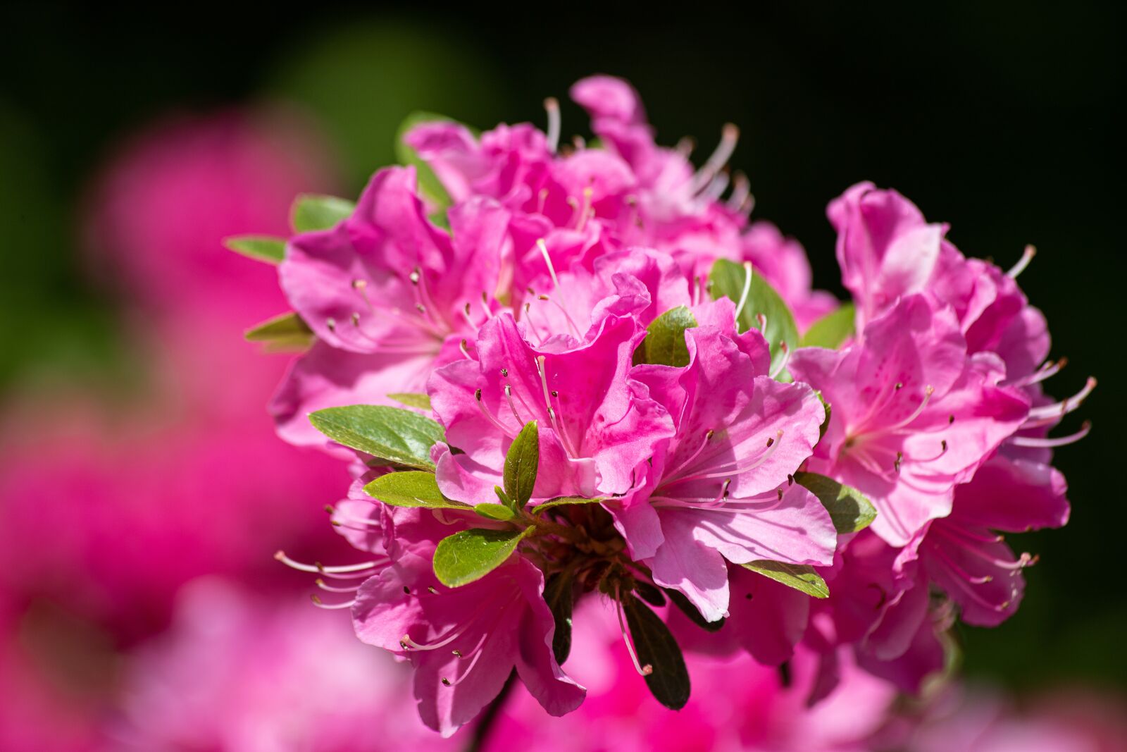 Canon EOS 6D Mark II sample photo. Rhododendron, plant, spring photography