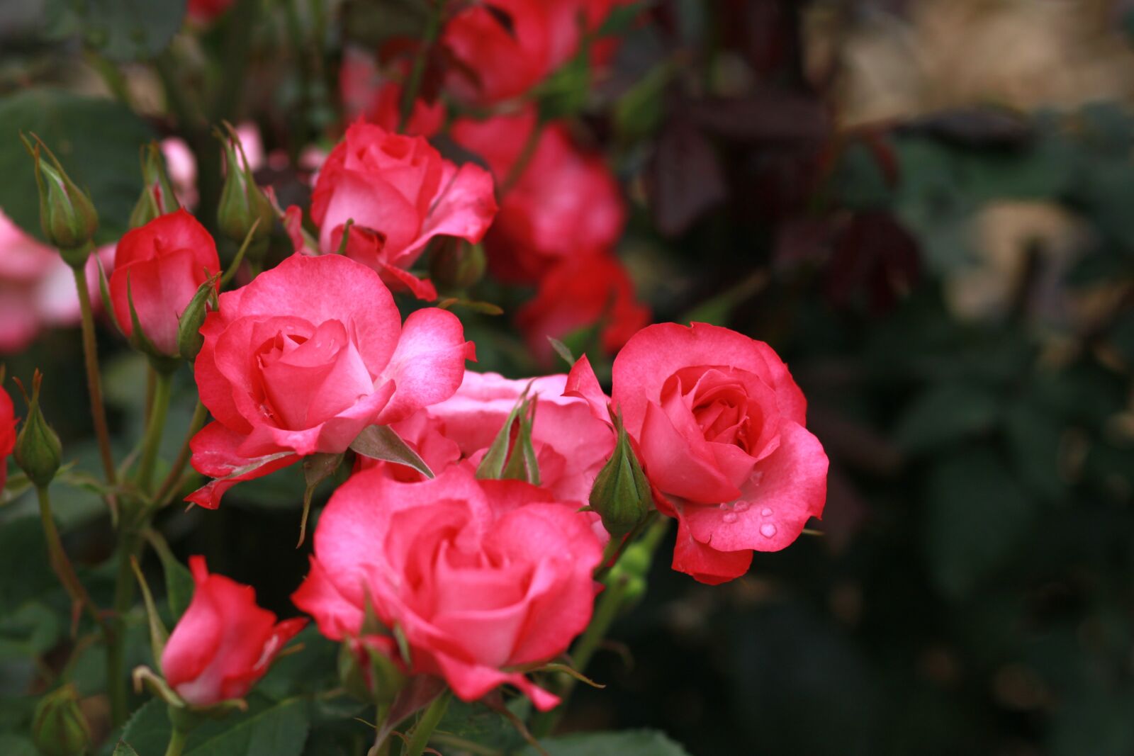 Canon EOS 500D (EOS Rebel T1i / EOS Kiss X3) sample photo. Flowers, nature, plants photography
