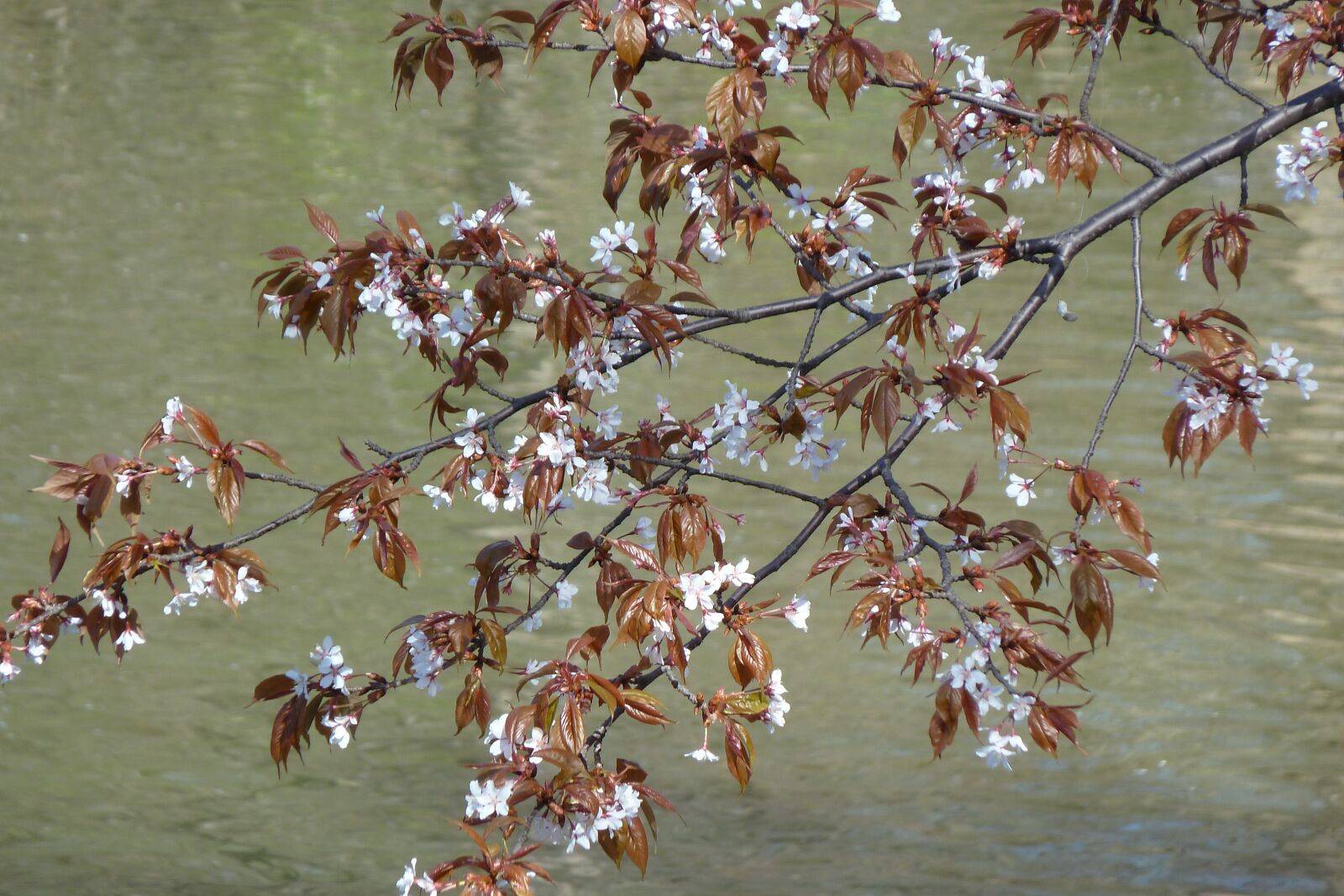 Panasonic Lumix DMC-ZS7 (Lumix DMC-TZ10) sample photo. Flowers, spring, tree photography