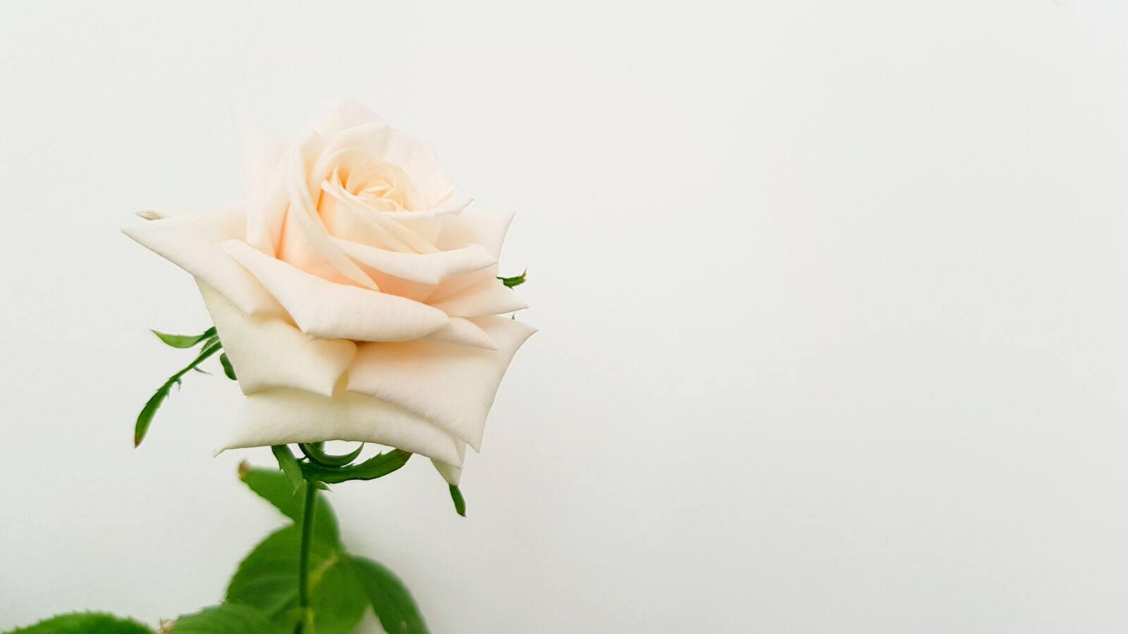 Samsung Galaxy S8+ sample photo. Rose, flower, bloom photography