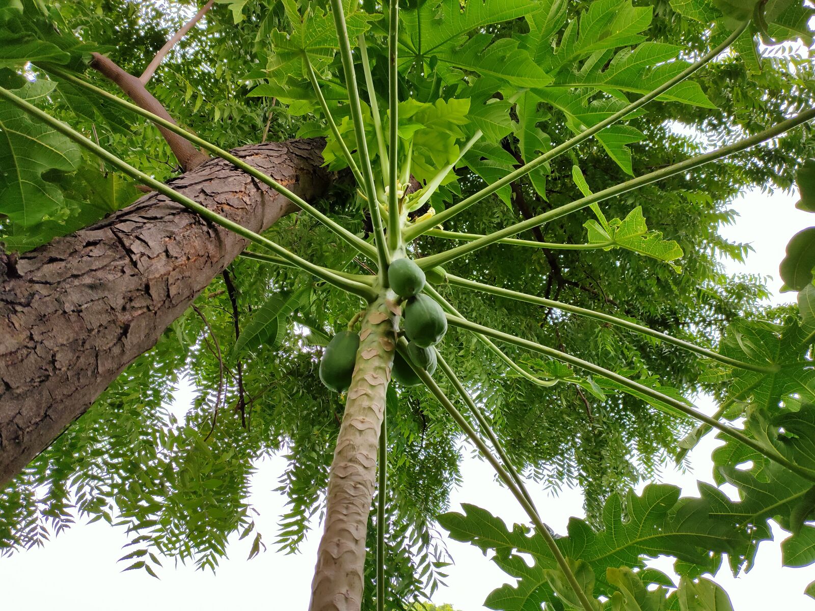 Realme 5 PRO sample photo. Forest, tree, plants photography