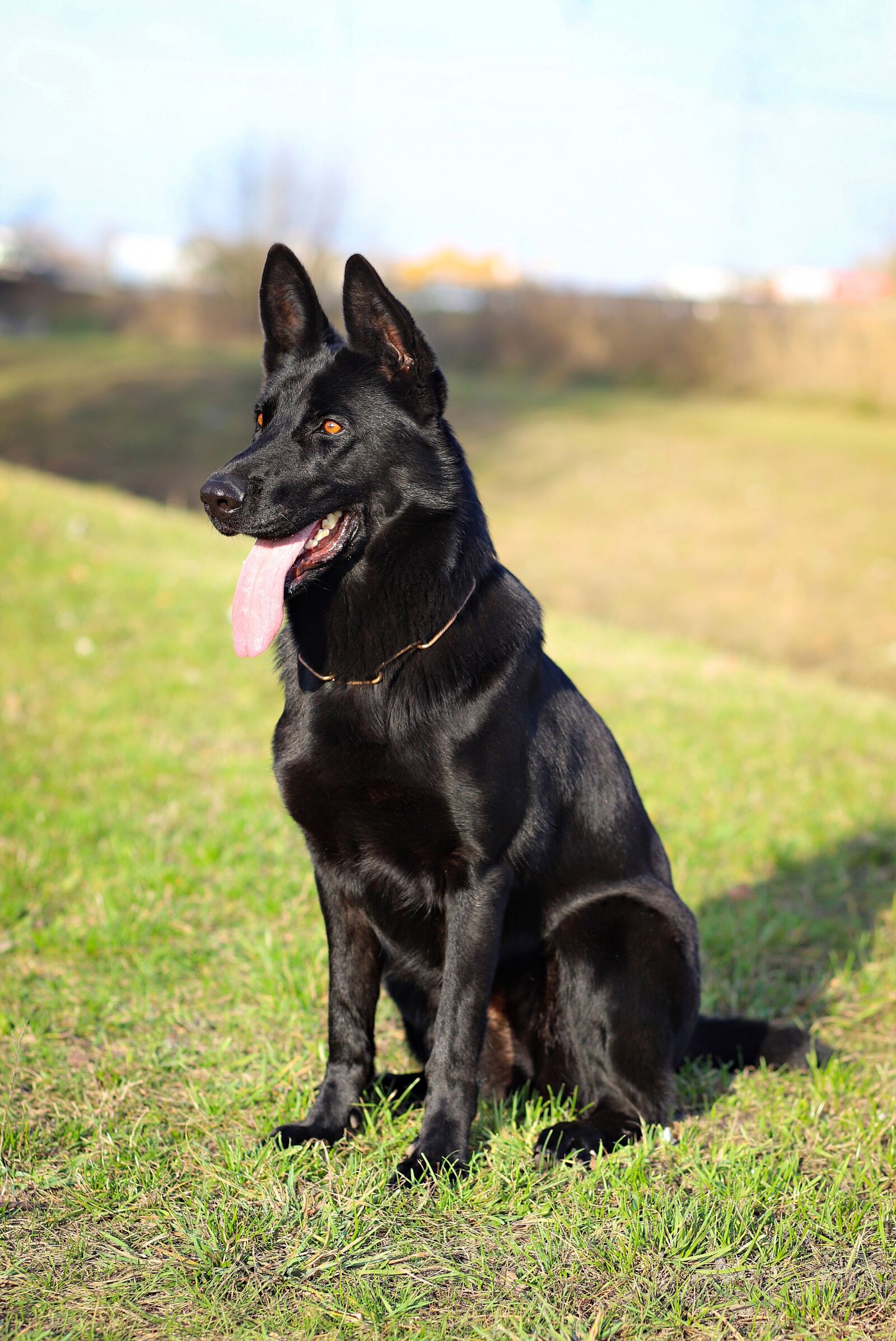Canon EF 85mm F1.8 USM sample photo. German shepherd, dog, sitting photography