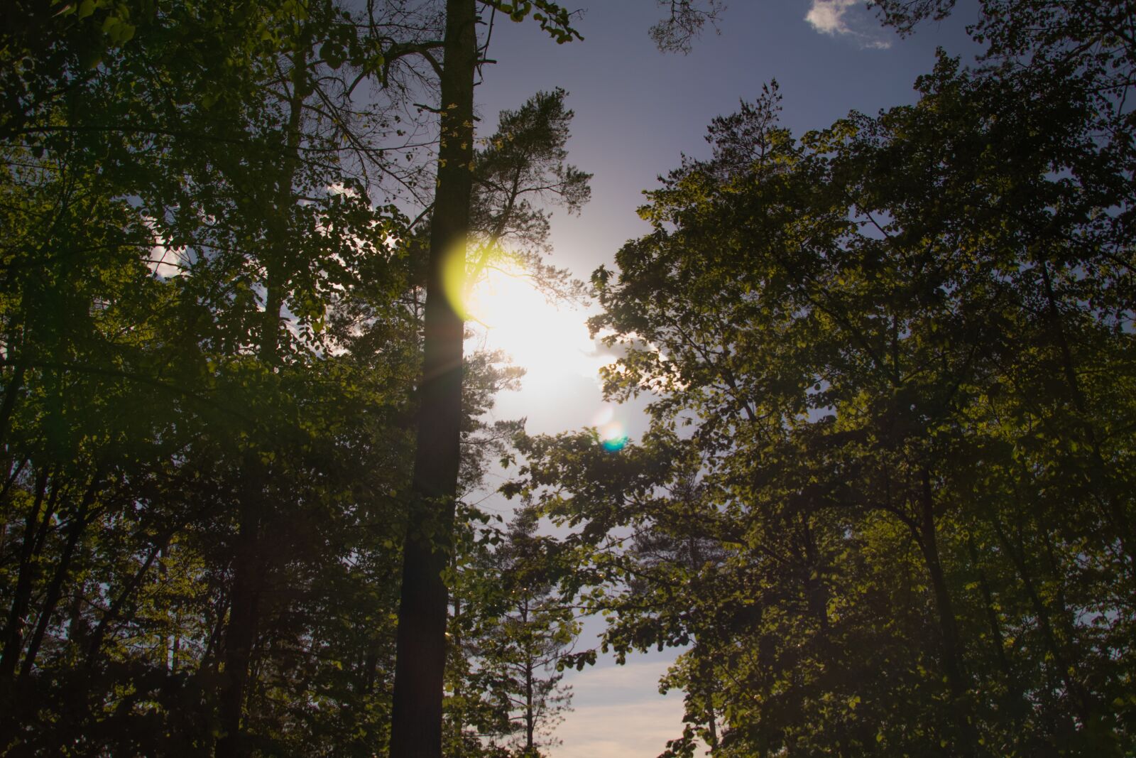 Canon TS-E 90mm F2.8 Tilt-Shift sample photo. Sunshine, sky, forest photography