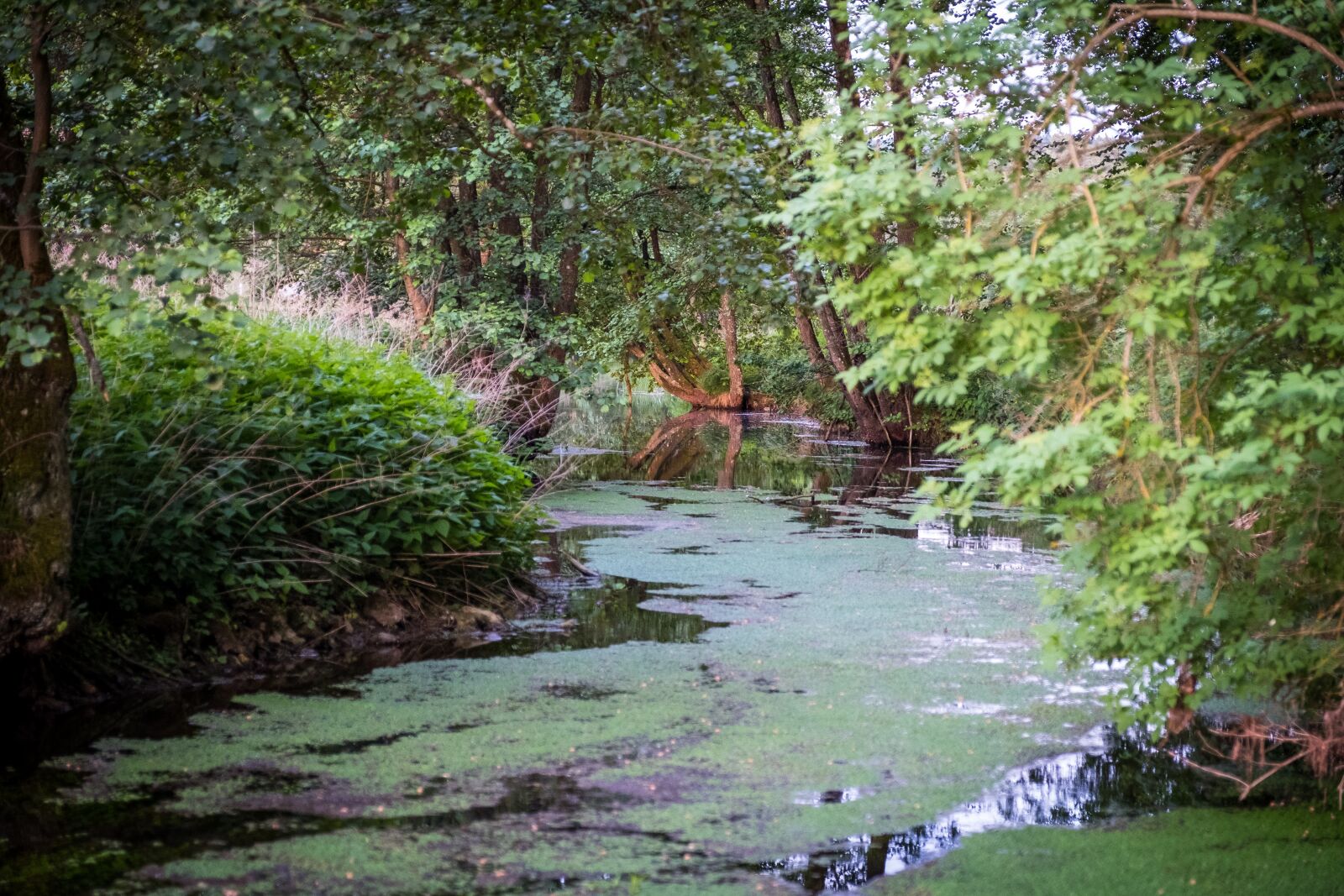 Fujifilm XF 16-55mm F2.8 R LM WR sample photo. River, moor, bank photography