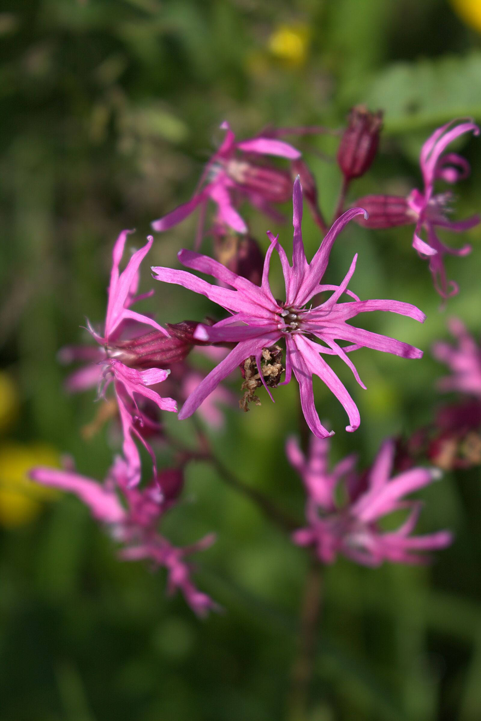 Canon EOS 700D (EOS Rebel T5i / EOS Kiss X7i) sample photo. Flowers, violet, close up photography