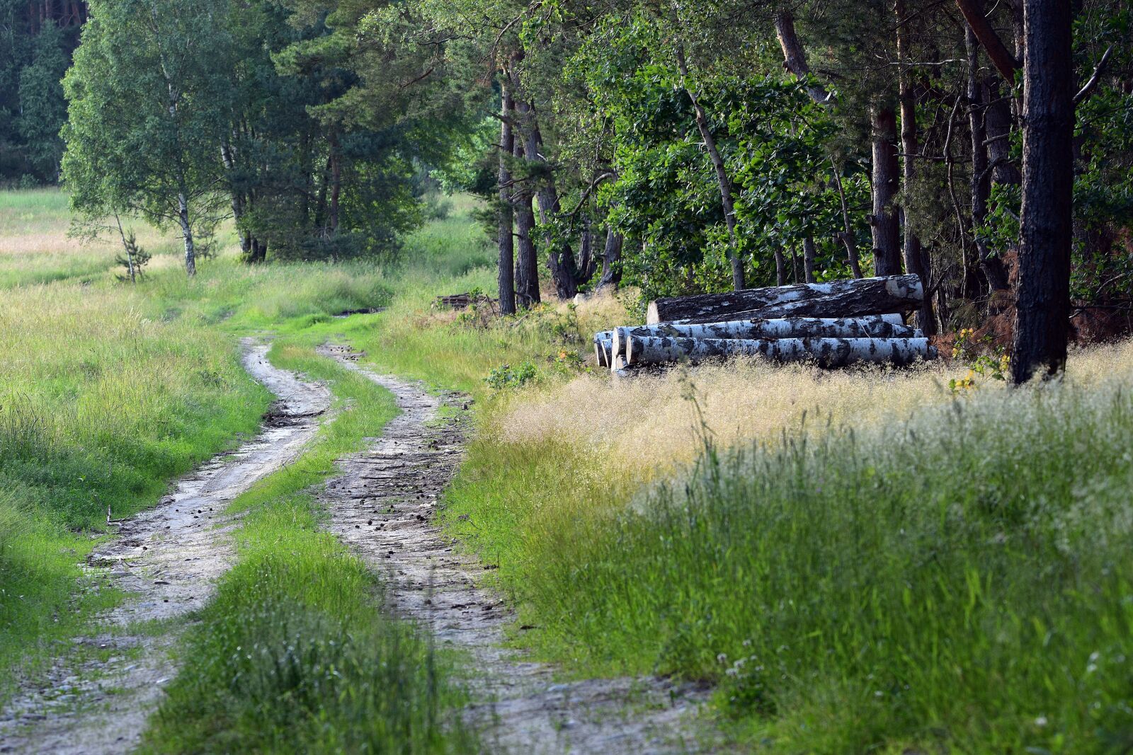 Nikon D3400 sample photo. Way, forest, nature photography