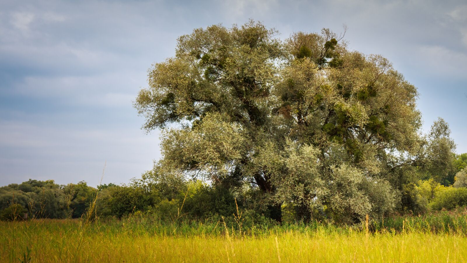 Canon EOS 650D (EOS Rebel T4i / EOS Kiss X6i) sample photo. Deciduous tree, eriskircher ried photography