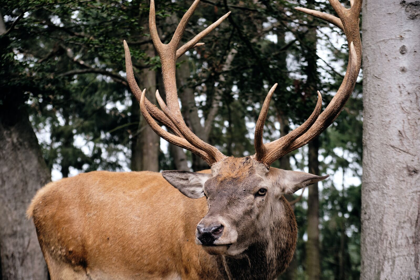 Fujifilm XF 18-55mm F2.8-4 R LM OIS sample photo. Hirsch, animal, wild photography