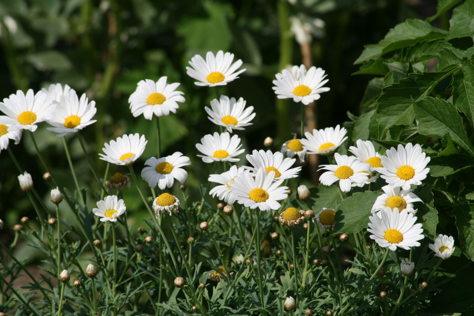 Canon EOS 400D (EOS Digital Rebel XTi / EOS Kiss Digital X) sample photo. Flower, chamomile, plant photography