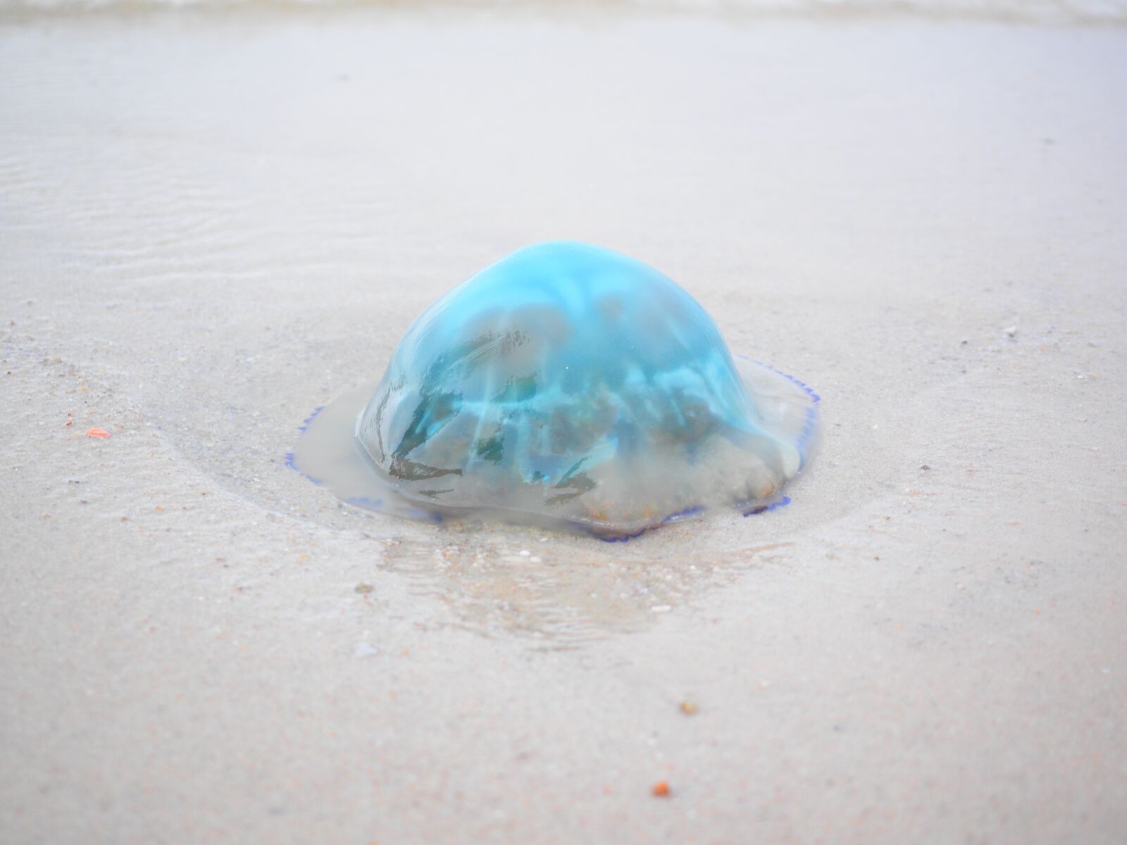 Olympus OM-D E-M1 + Olympus M.Zuiko Digital ED 12-40mm F2.8 Pro sample photo. Blue jellyfish, jellyfish, cyanea photography
