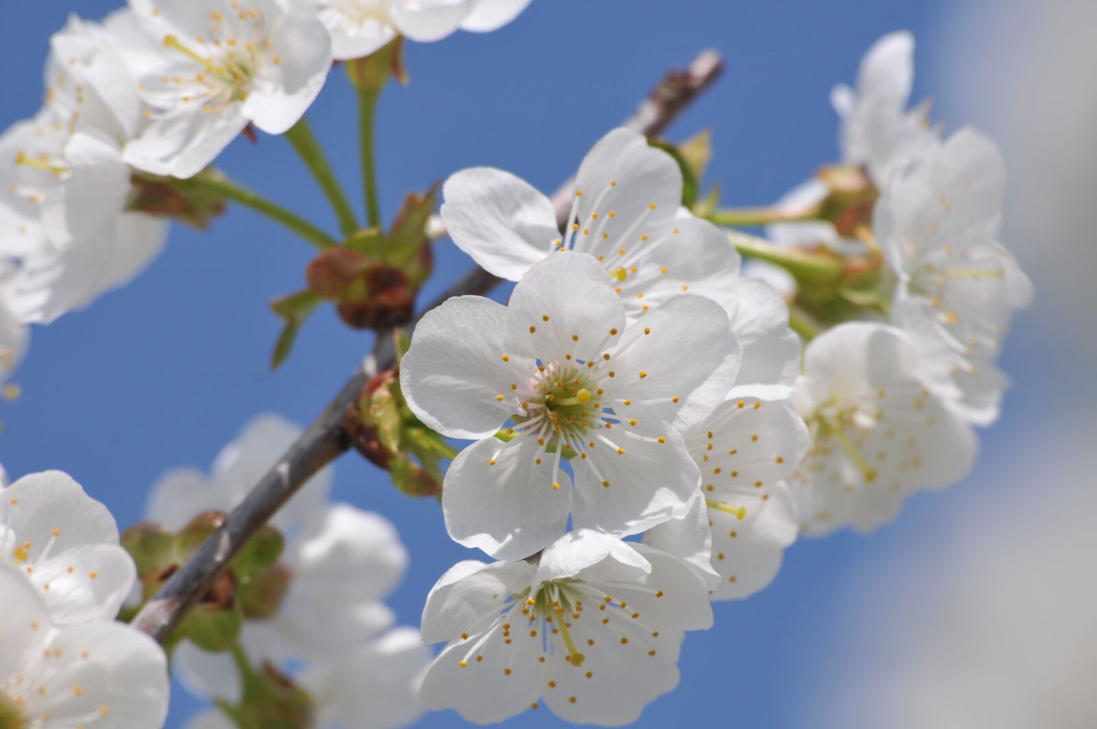 Nikon D300 sample photo. Cherry, april, easter photography