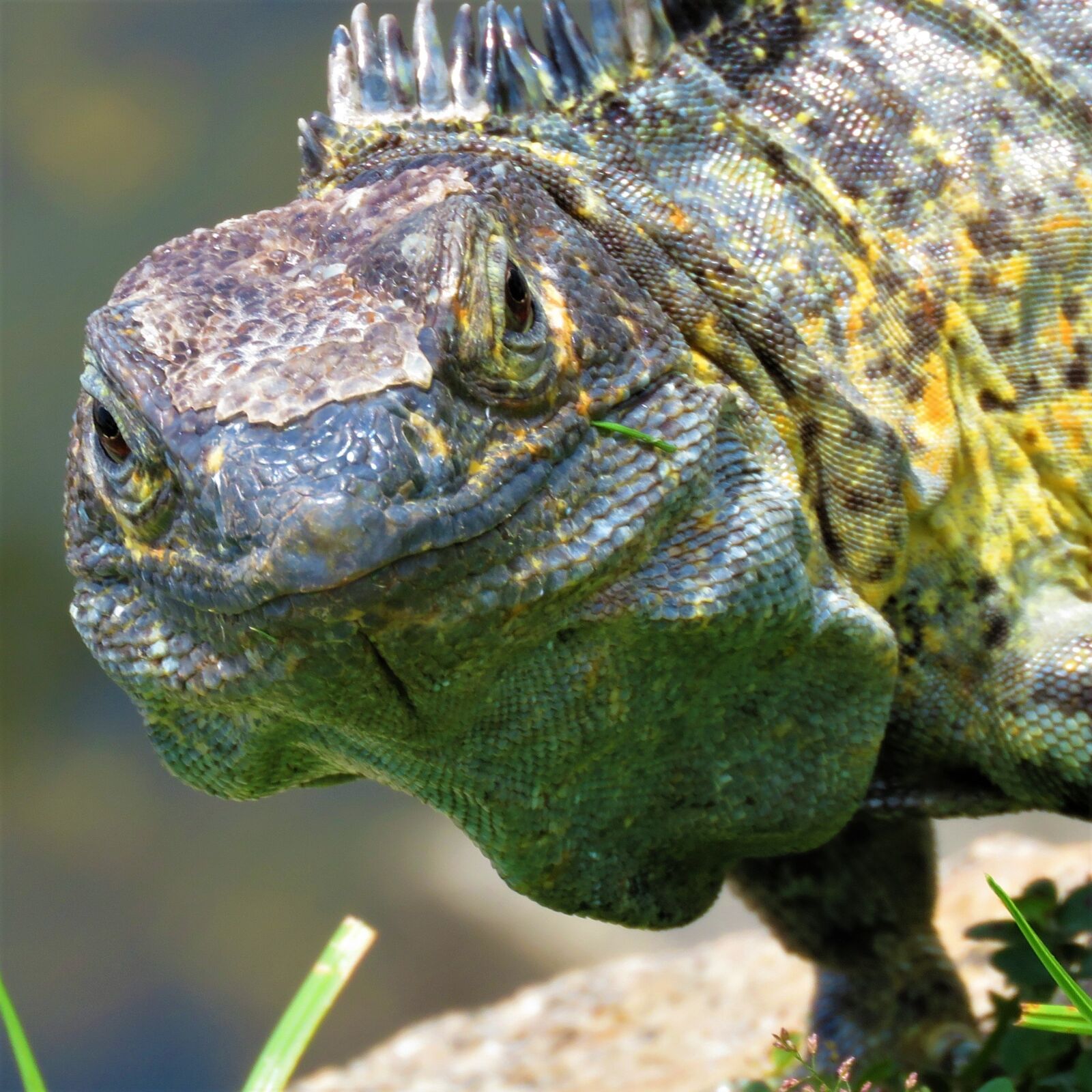 Canon PowerShot SX60 HS sample photo. Iguana, reptile, lizard photography