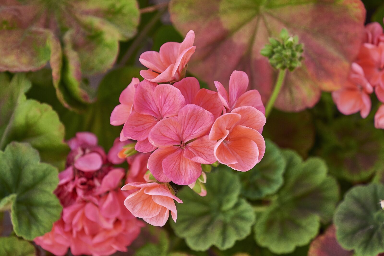 Nikon D7200 sample photo. Flower, wild, plant photography