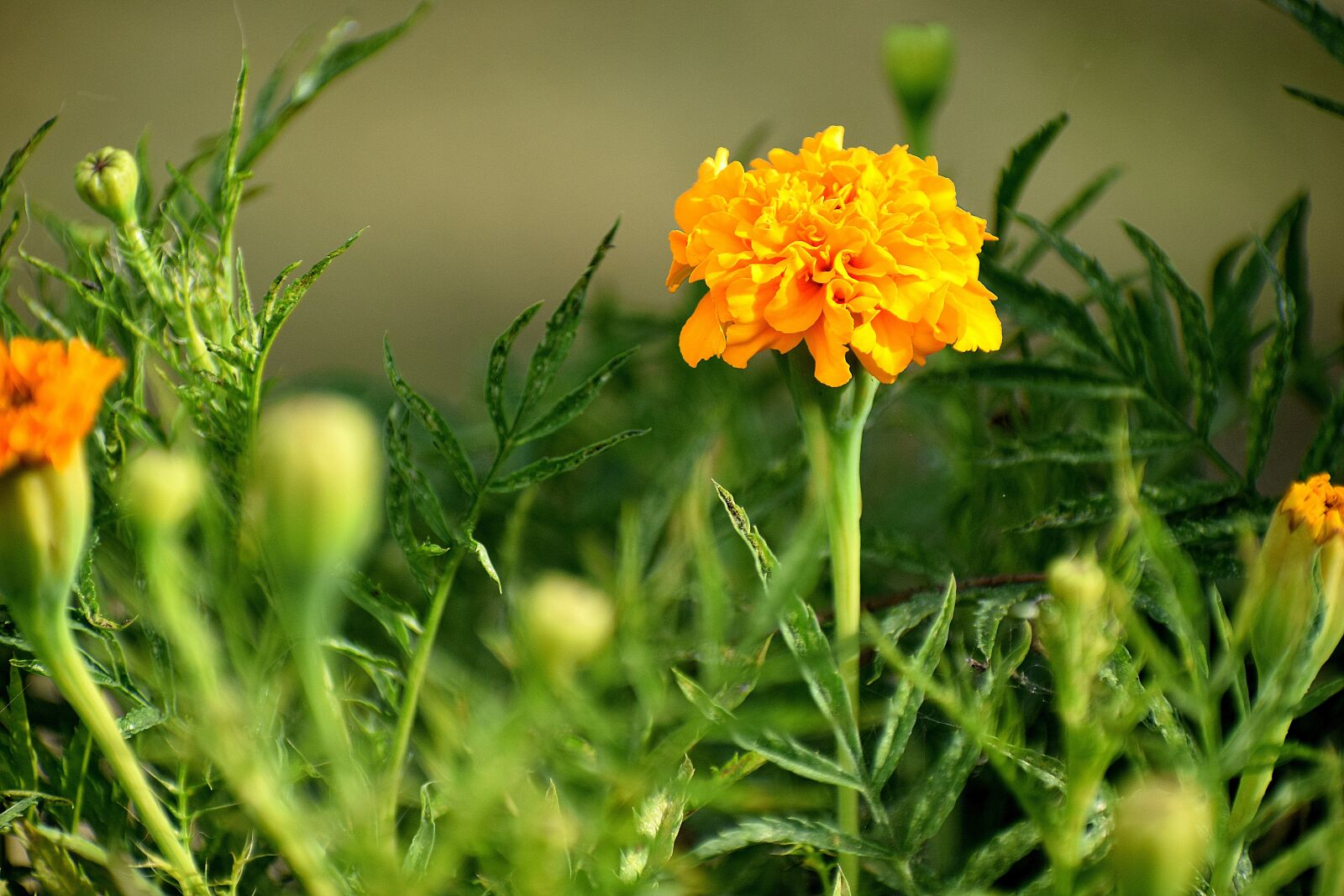 Nikon D3300 sample photo. Nature, flower, flora photography