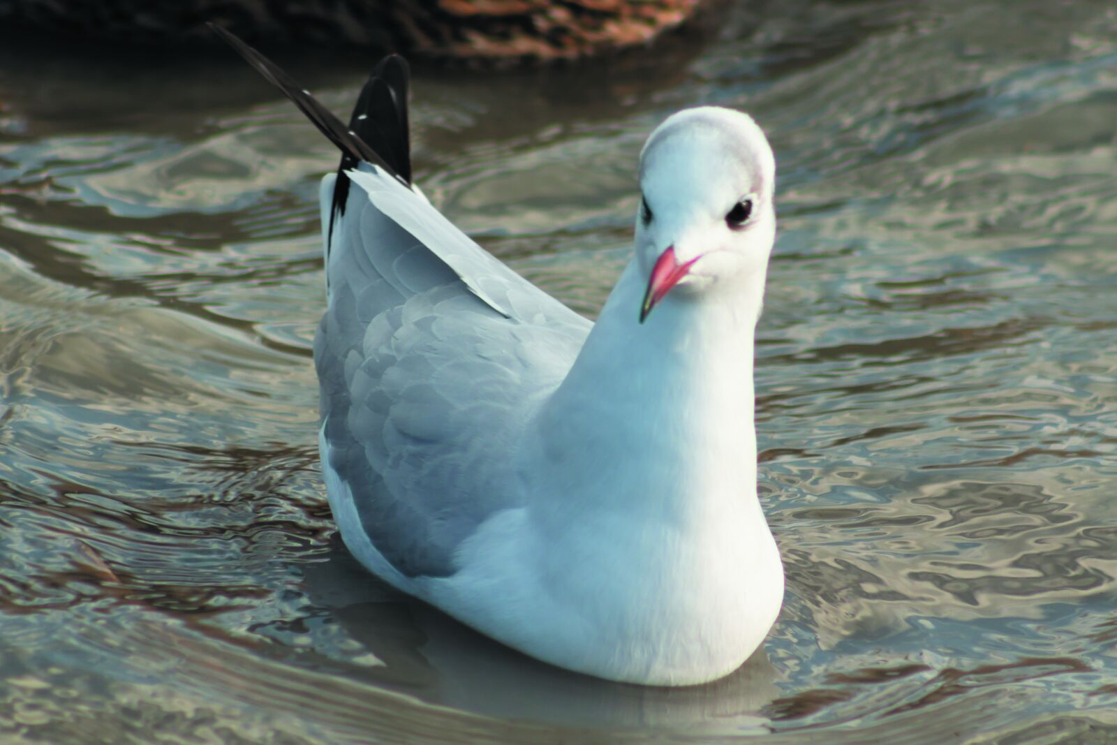 Canon EF75-300mm f/4-5.6 sample photo. Dankasir ly, seagull, water photography