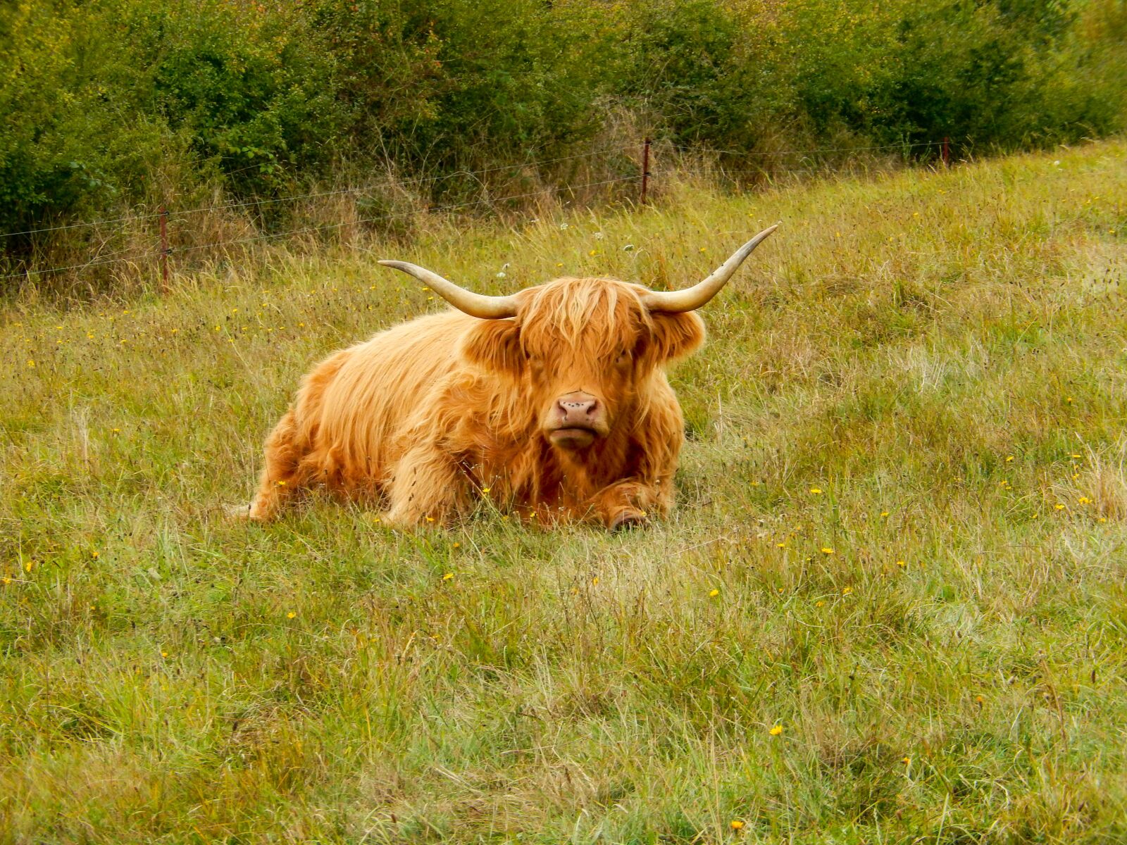 Nikon Coolpix S9500 sample photo. Scottish hochlandrind, highland cattle photography