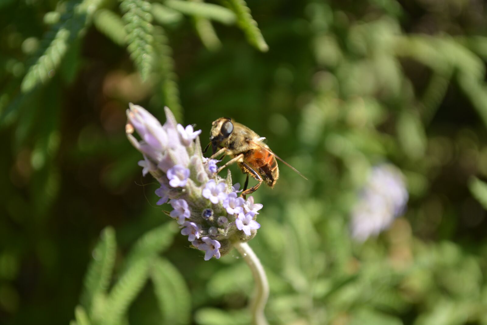 Nikon D5200 sample photo. Honey, abeja, bees photography