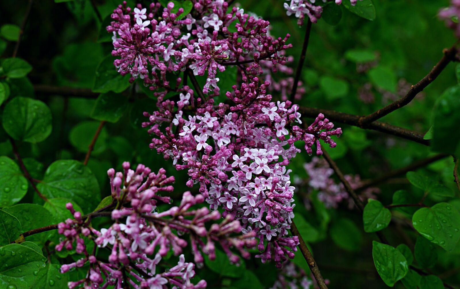 Sony a6000 + Sony E 18-135mm F3.5-5.6 OSS sample photo. Lilac, buds, spring photography