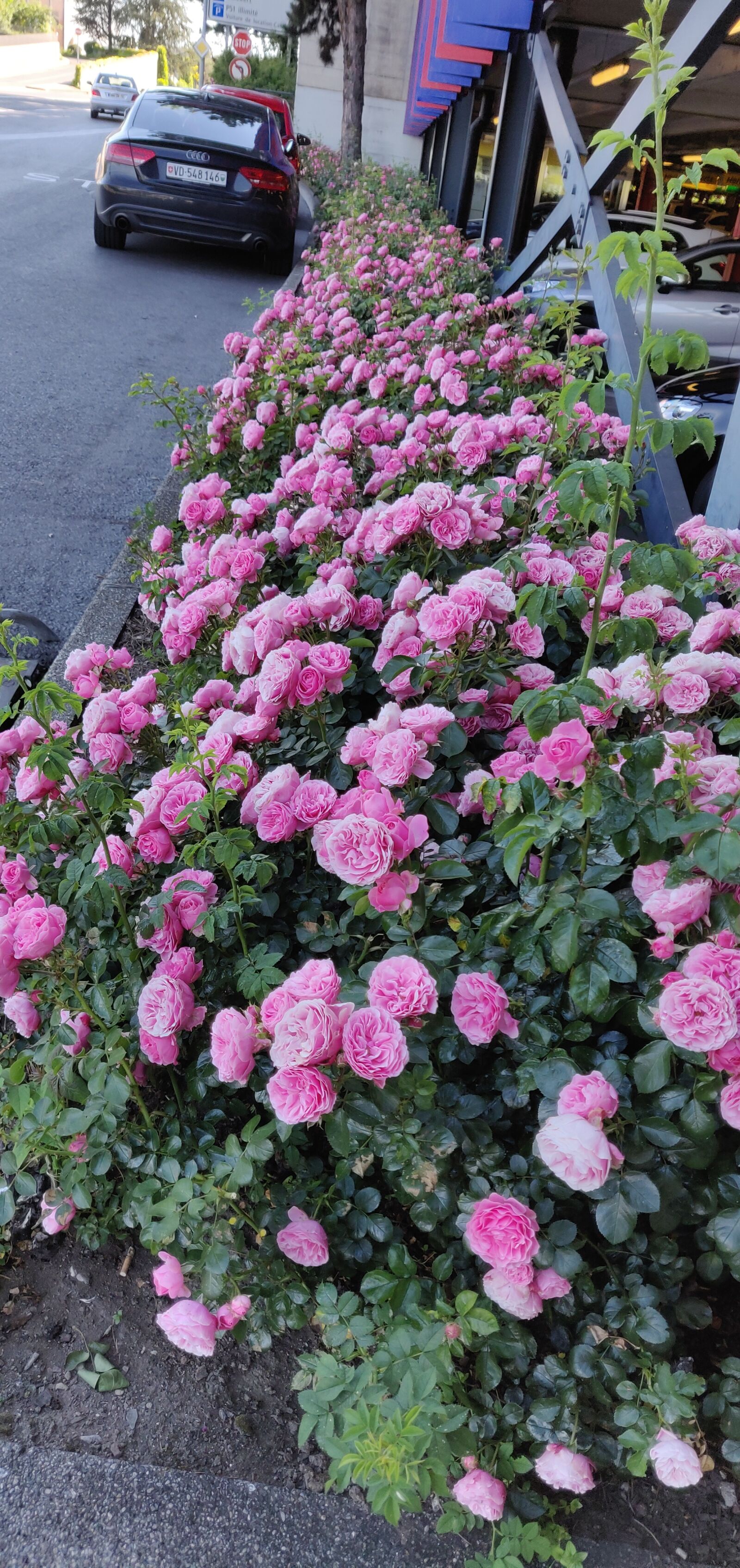 OnePlus A6000 sample photo