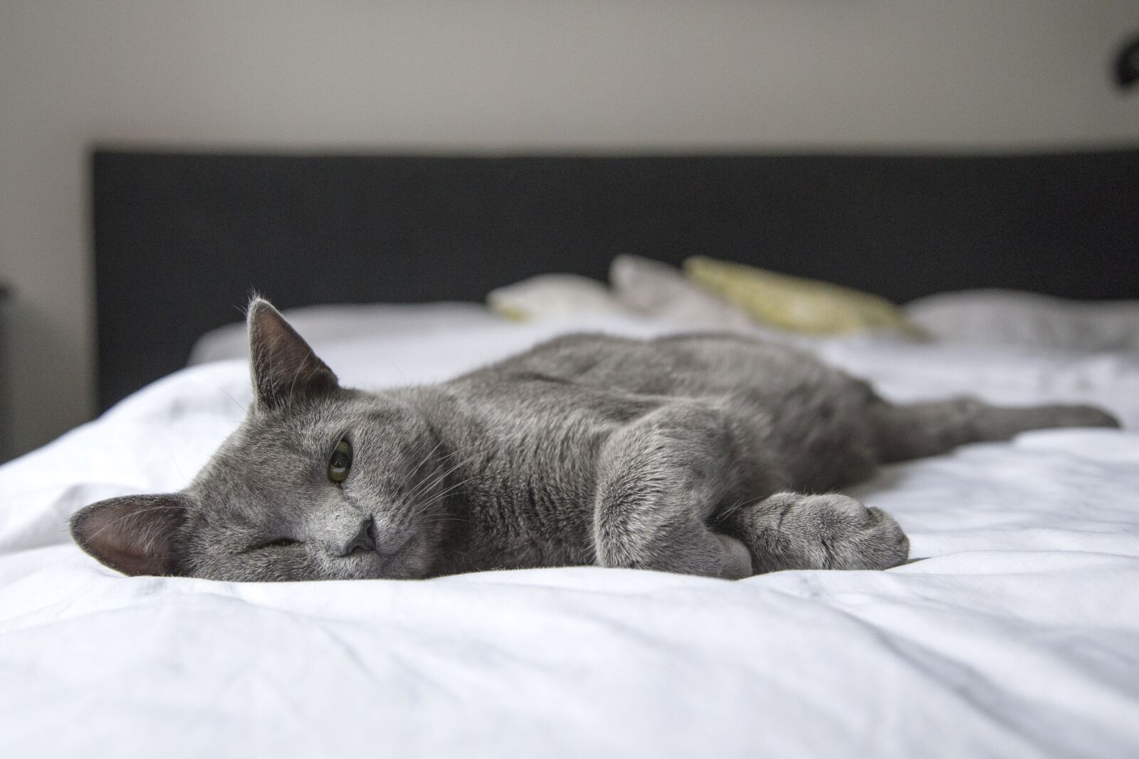 Canon EOS 6D + Canon EF 24-105mm F4L IS USM sample photo. Cat, lay, bed photography
