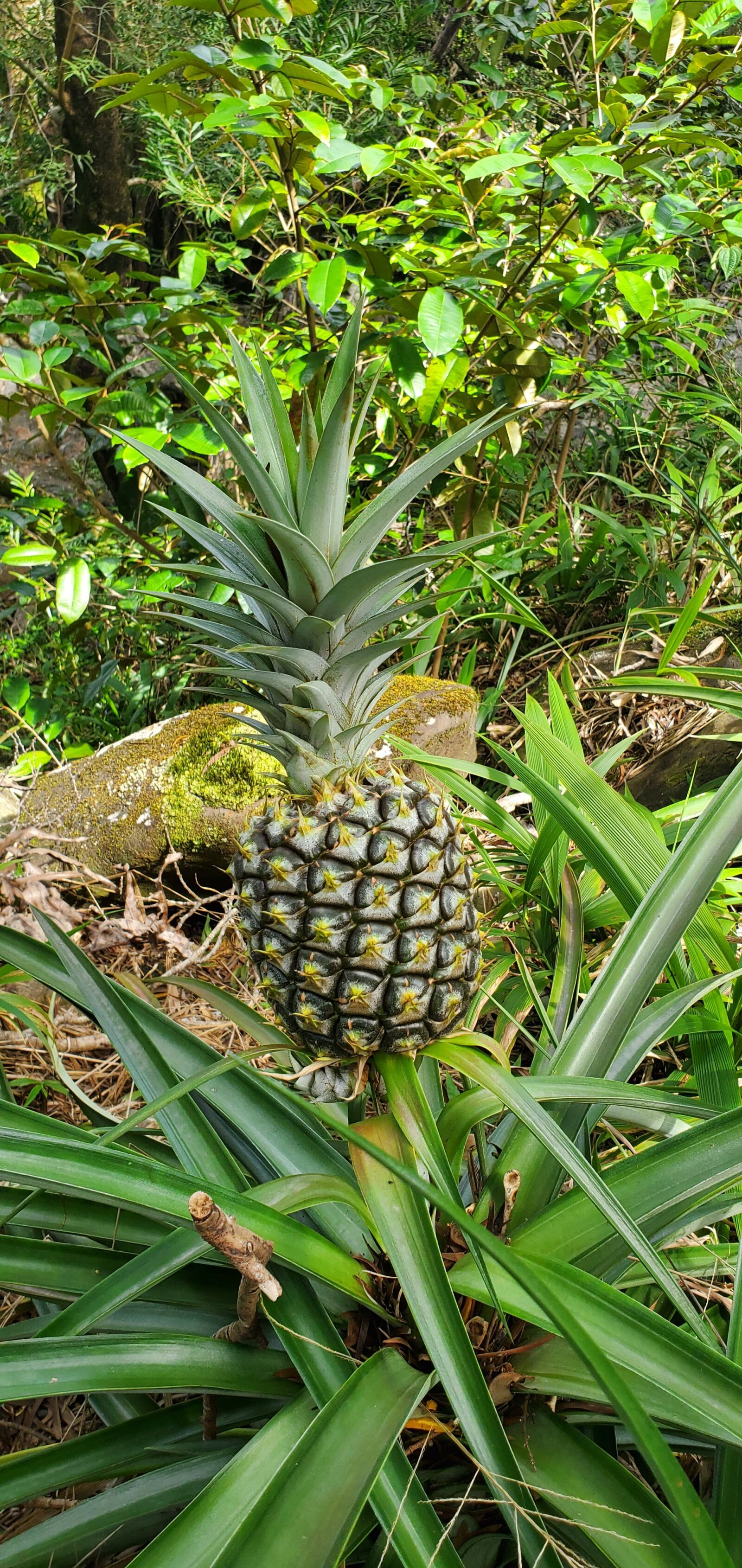 Samsung Galaxy S10 sample photo. Wild, hawaiian, pineapple photography