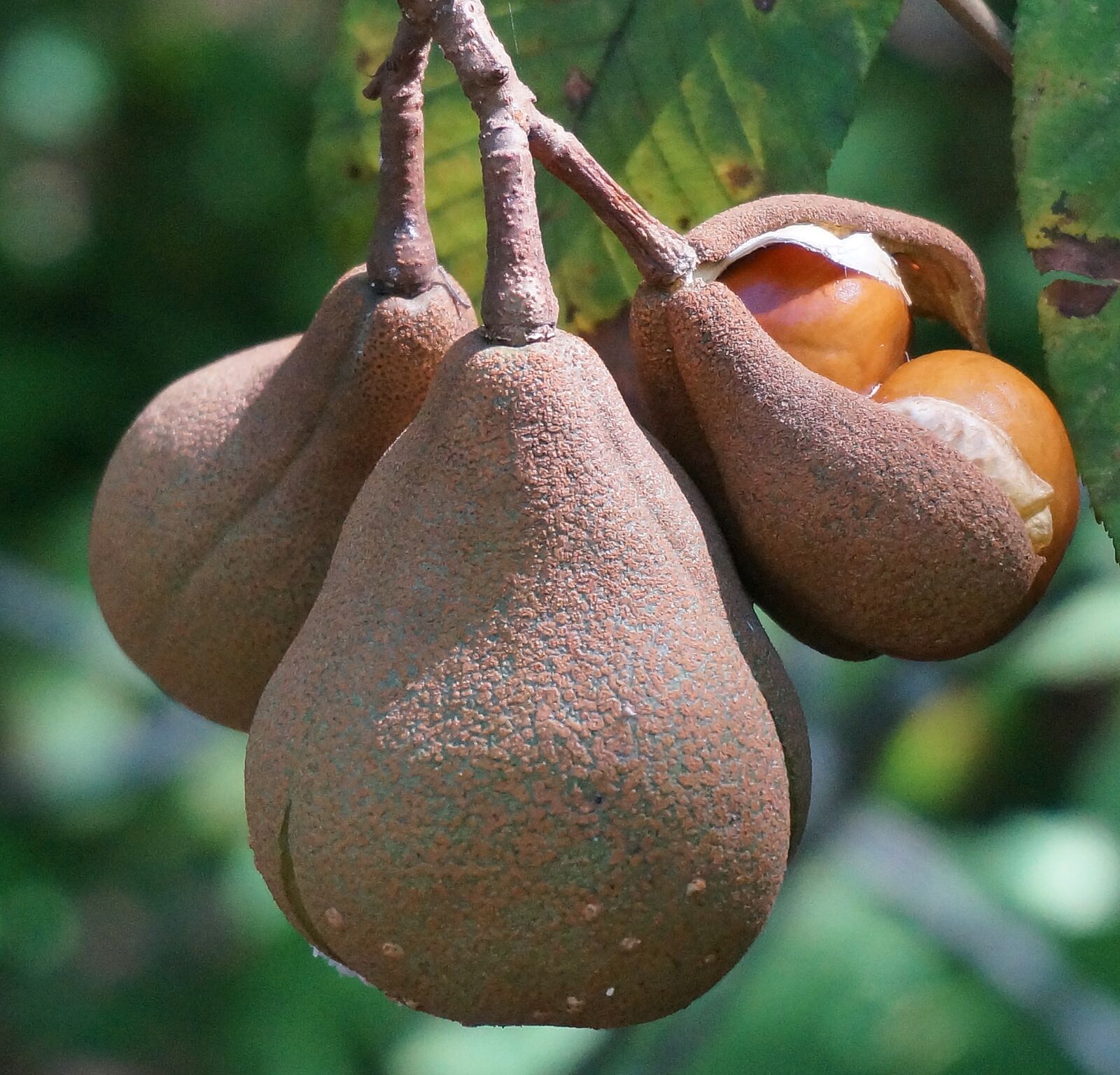 Sony Alpha NEX-5T sample photo. Japanese horse chestnut pods photography