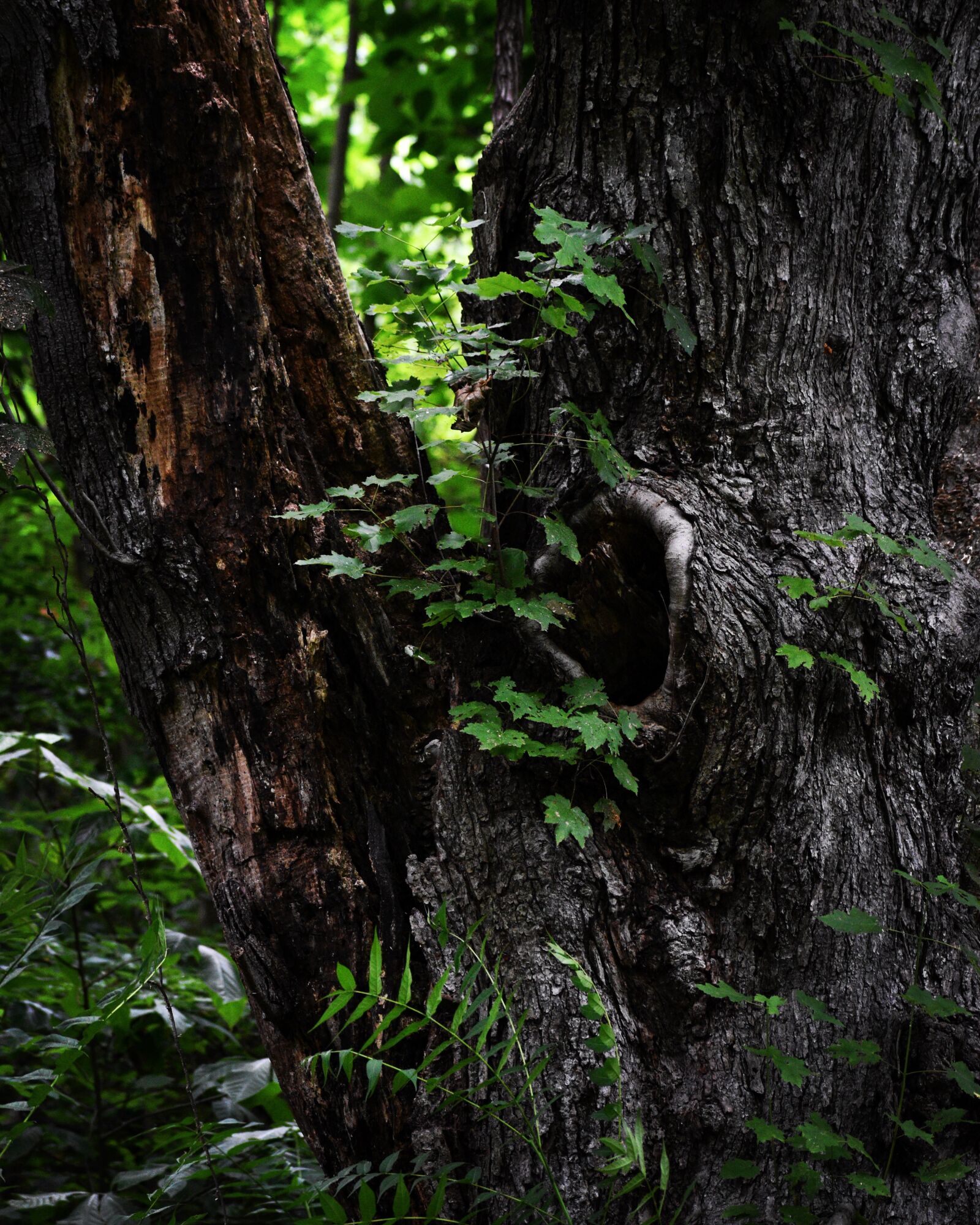 Nikon D5600 sample photo. Tree, leaf, forest photography