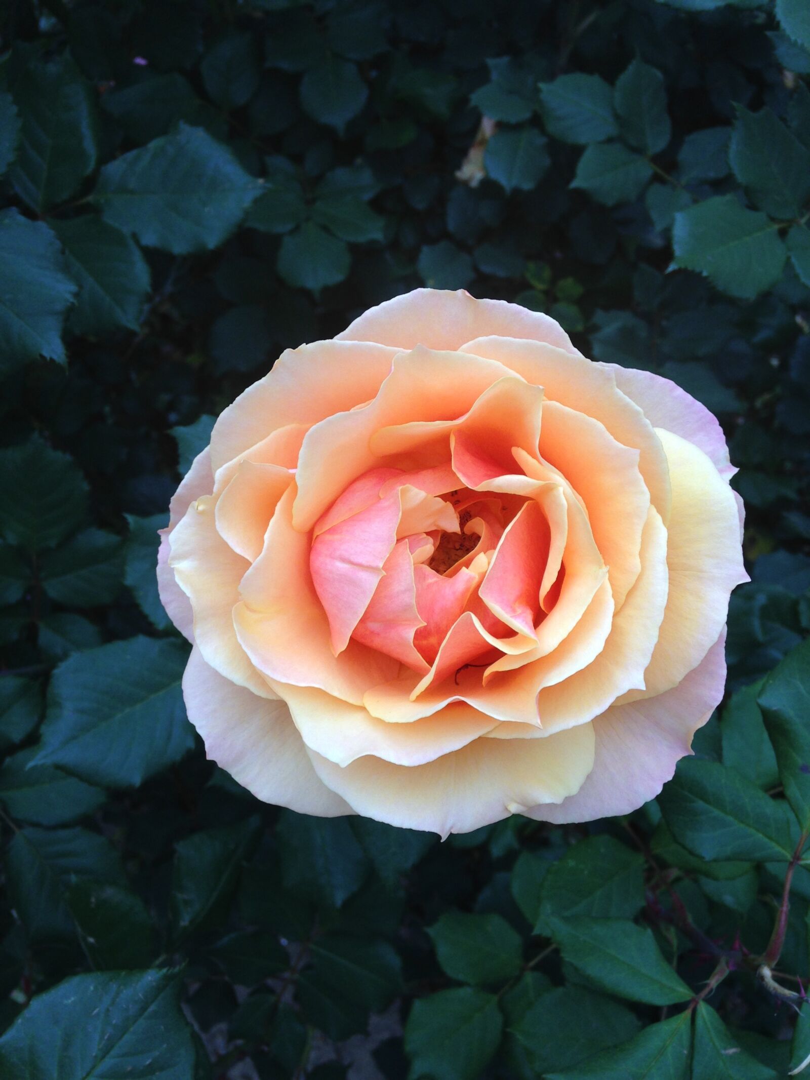 iPhone 5c back camera 4.12mm f/2.4 sample photo. Rose, flower, petal photography