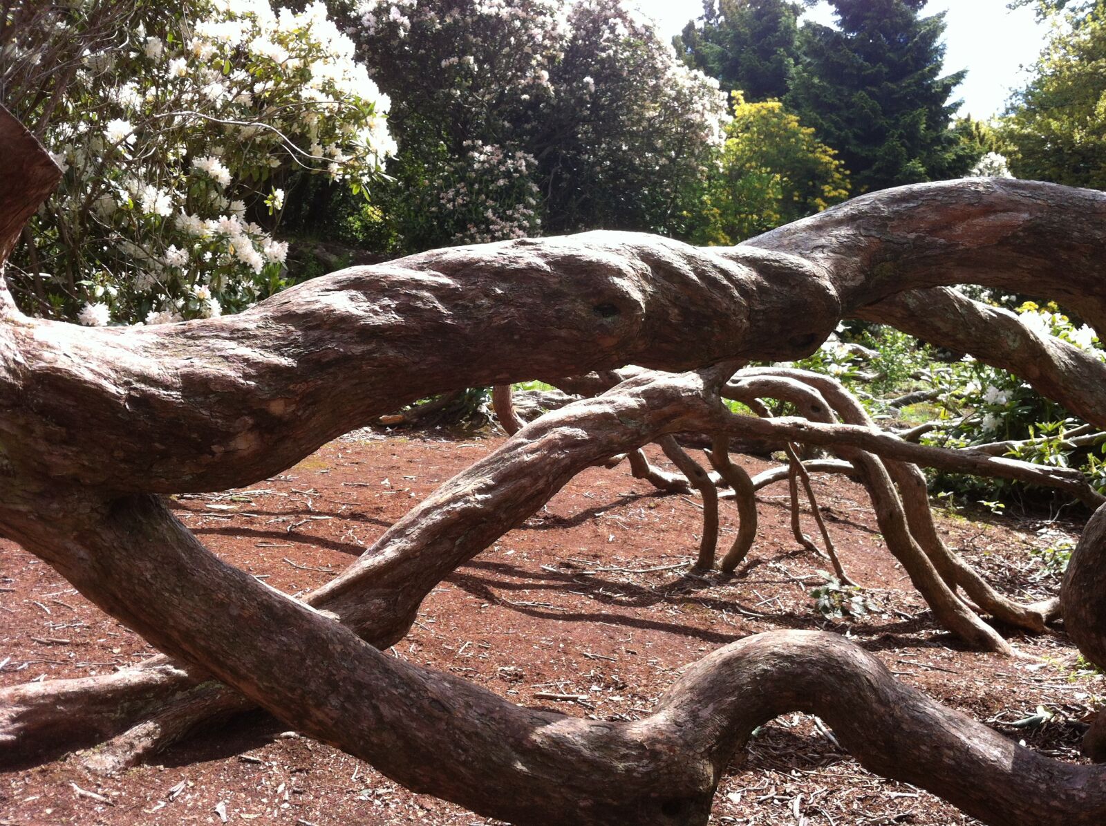Apple iPhone 4 sample photo. Tree, pattern, gardens photography