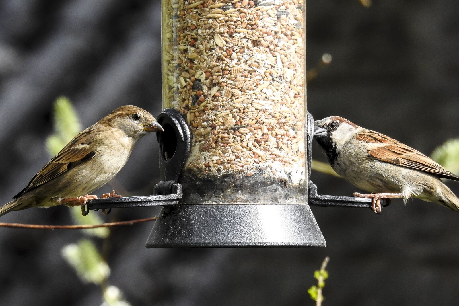 Nikon Coolpix P900 sample photo. Sparrow, sperling, house sparrow photography