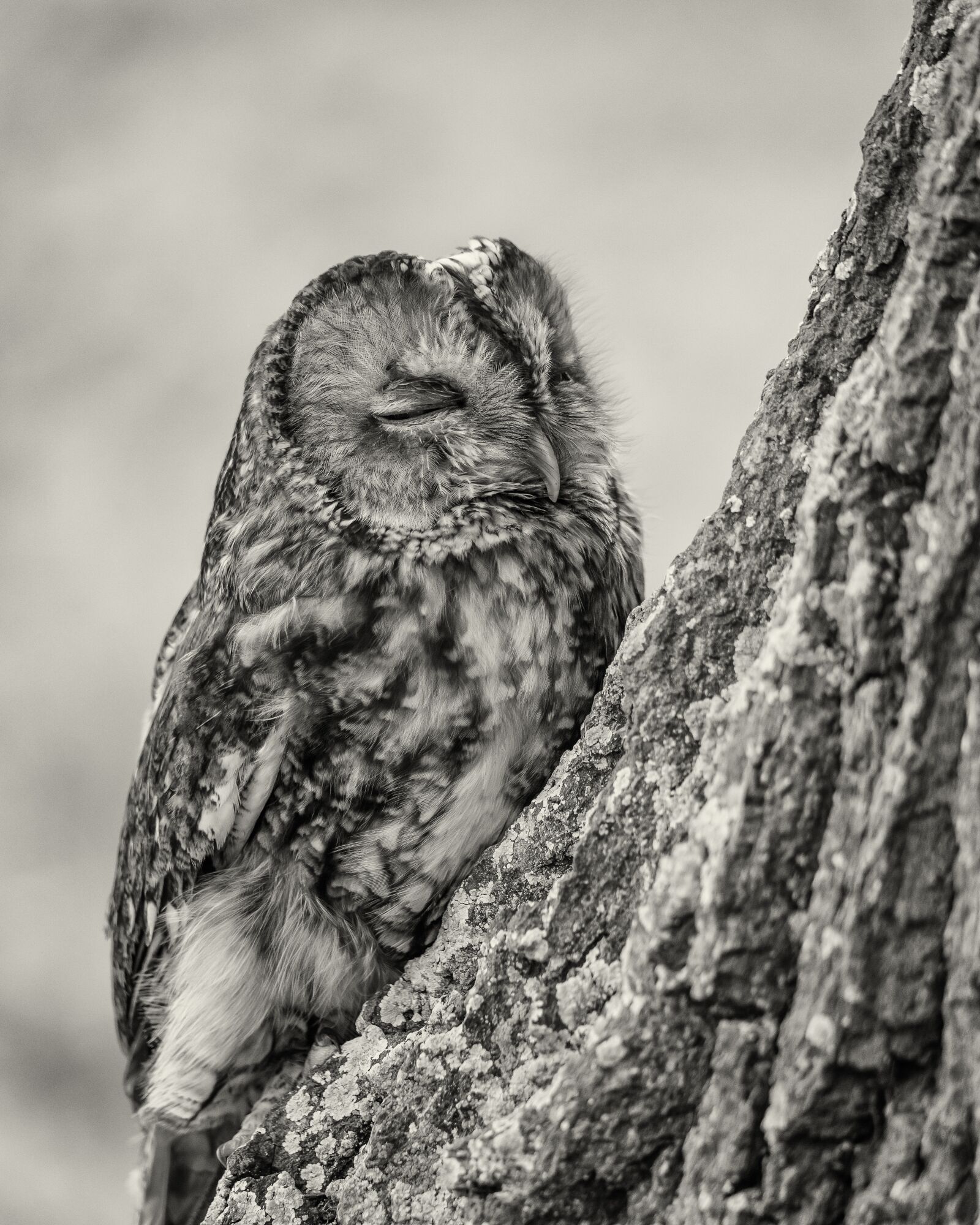 Nikon D810 sample photo. Little owl, bird, nature photography