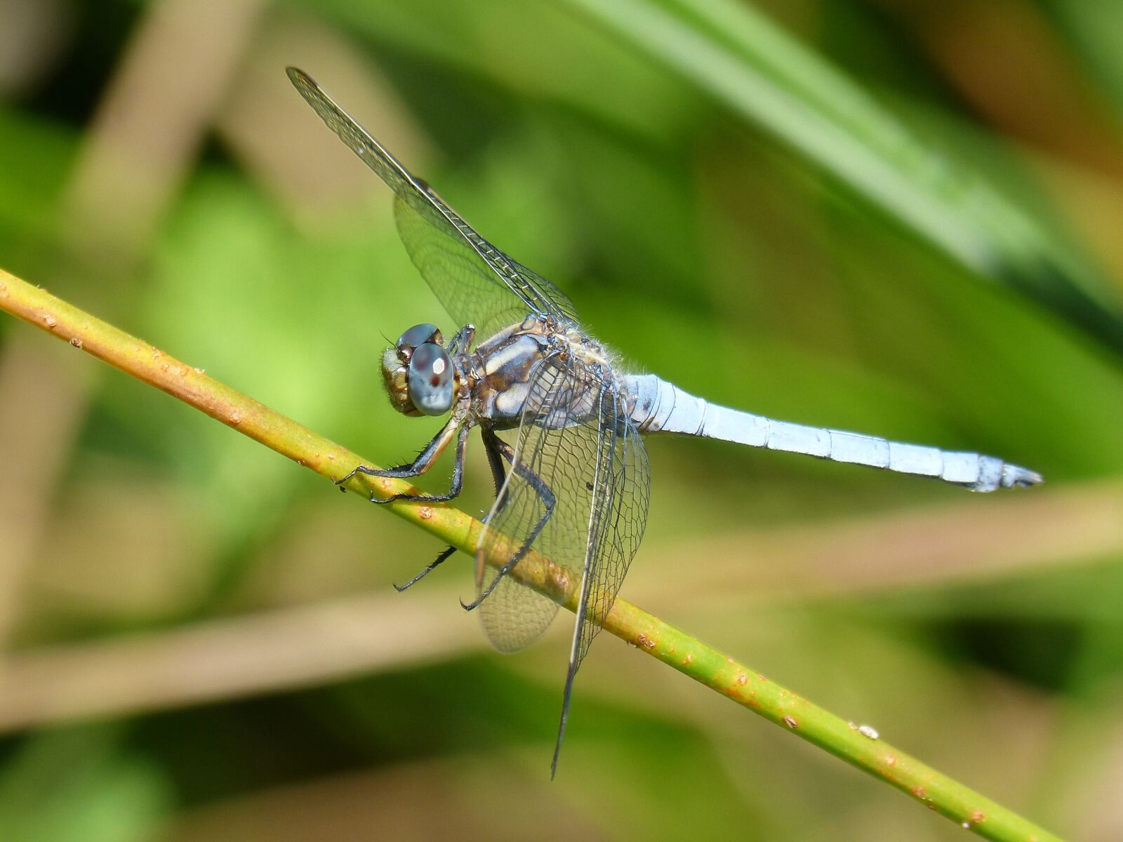 Panasonic DMC-FZ62 sample photo. Blue dragonfly, branch, orthetrum photography