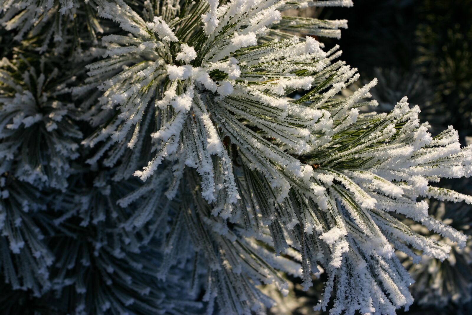 Canon EOS 300D (EOS Digital Rebel / EOS Kiss Digital) sample photo. High mark, nature, winter photography